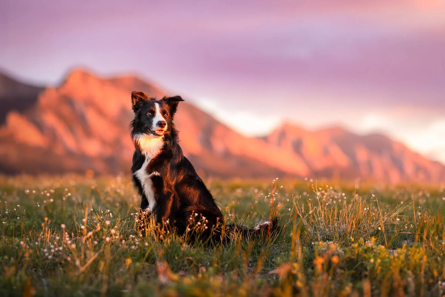Border Collie sitting in a field of wildflowers  at sunrise with the Boulder Flatirons in the background at Flatirons Vista.
