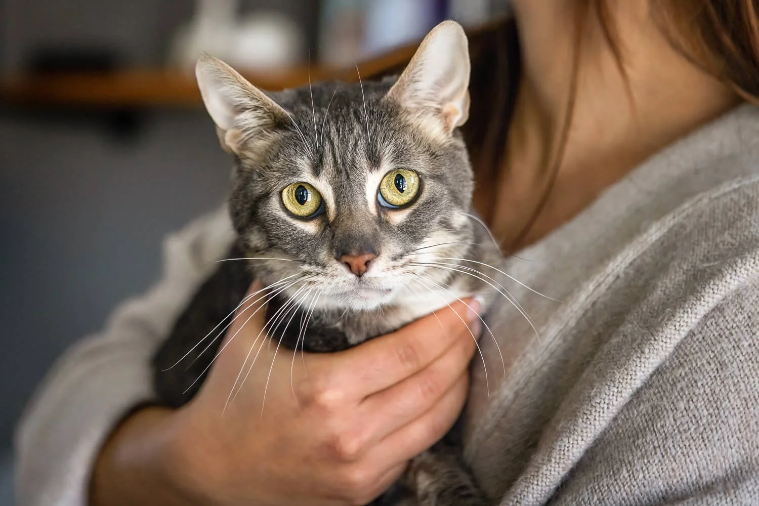 A close-up portrait of a grey tabby cat with striking green eyes being held gently by a person in a grey sweater, symbolizing the bond between rescue pets and their caretakers.