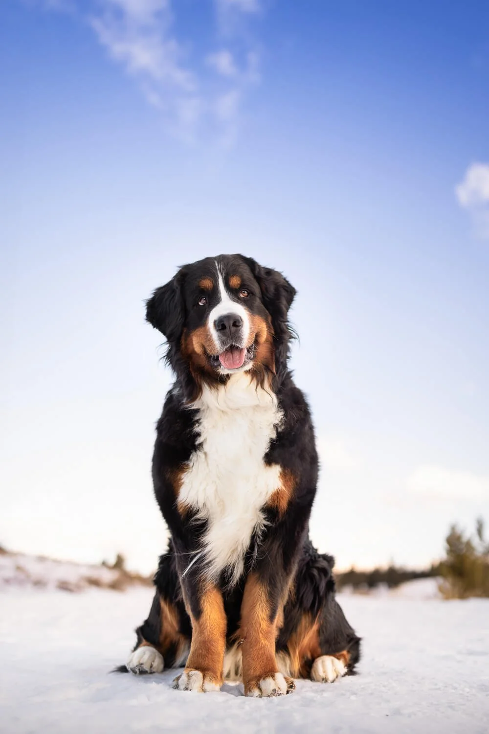 A majestic portrait of a Bernese Mountain Dog sitting in the snow against a soft winter sky, high-end mountain pet photography in Colorado.