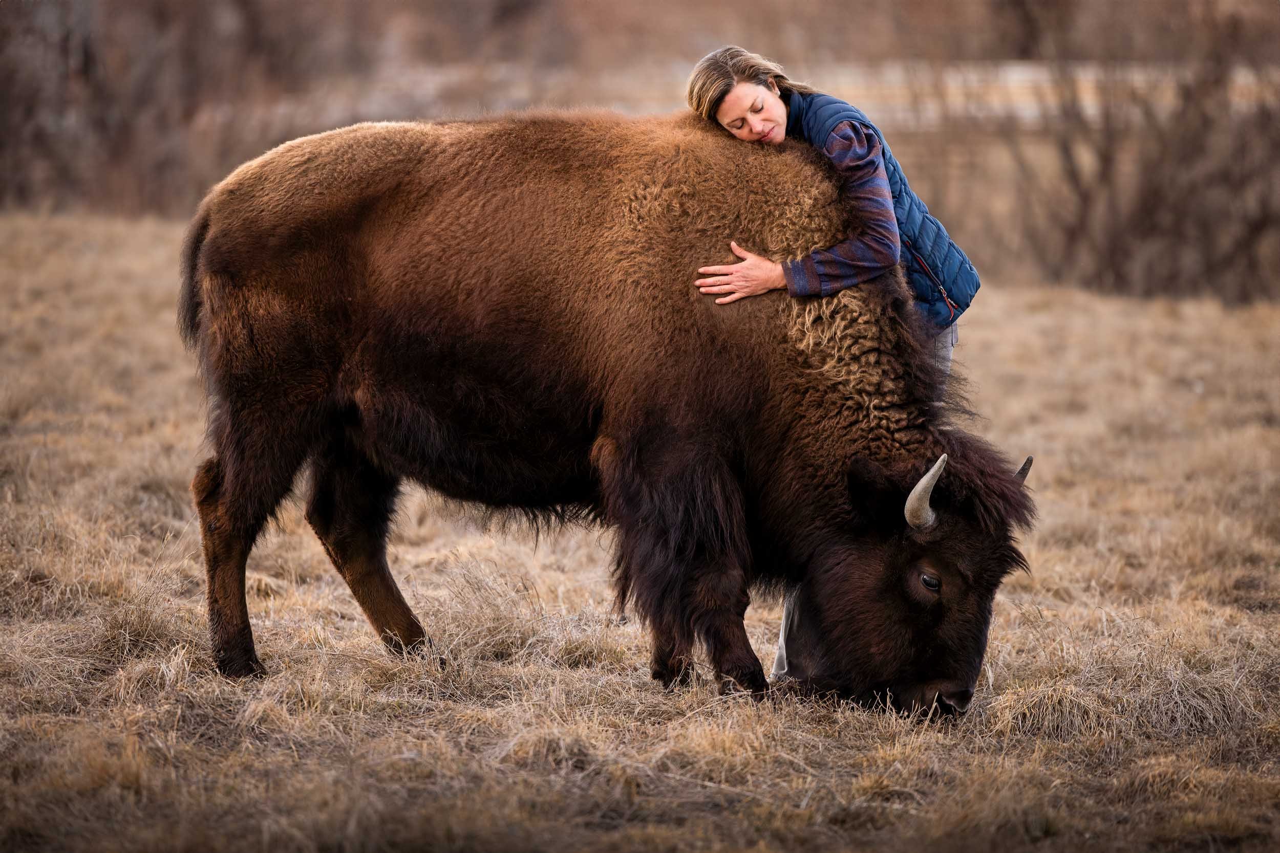 A pet bison named Zoomie walking in a field in Boulder, photographed by Colorado dog and pet photographer Allison Mae.