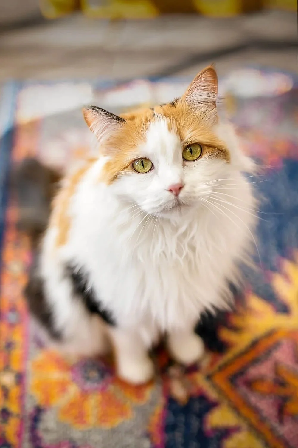 A white and orange long-haired cat with piercing green eyes sitting on a colorful patterned rug, looking directly at the camera.