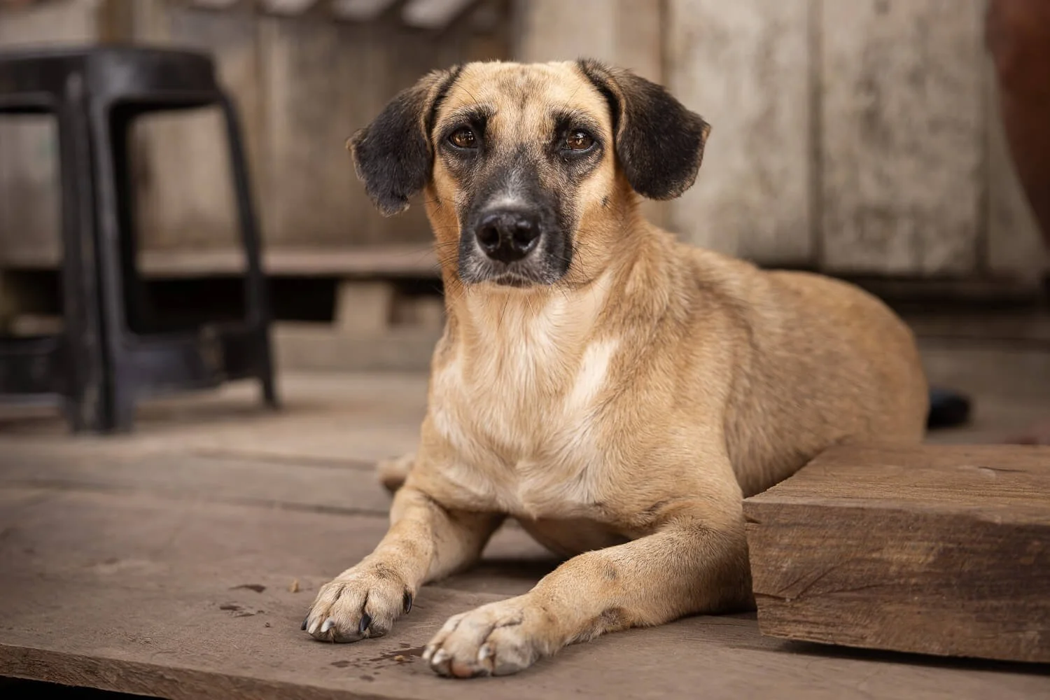 A tan dog with a dark muzzle resting on a wooden porch in the Colombian Amazon, looking straight at the camera.