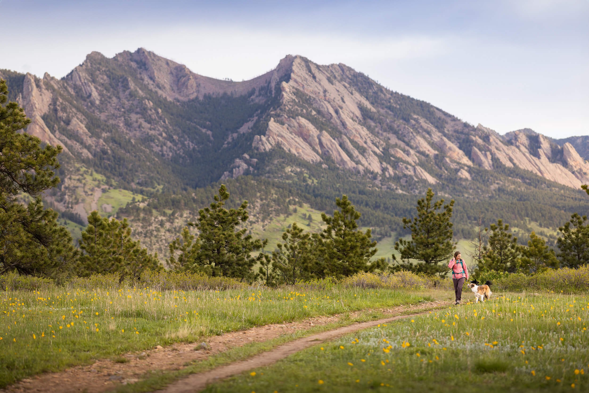 Wide-angle portrait of two dogs hiking with their owner on a wide trail with sweeping views of the Front Range at Flatirons Vista.