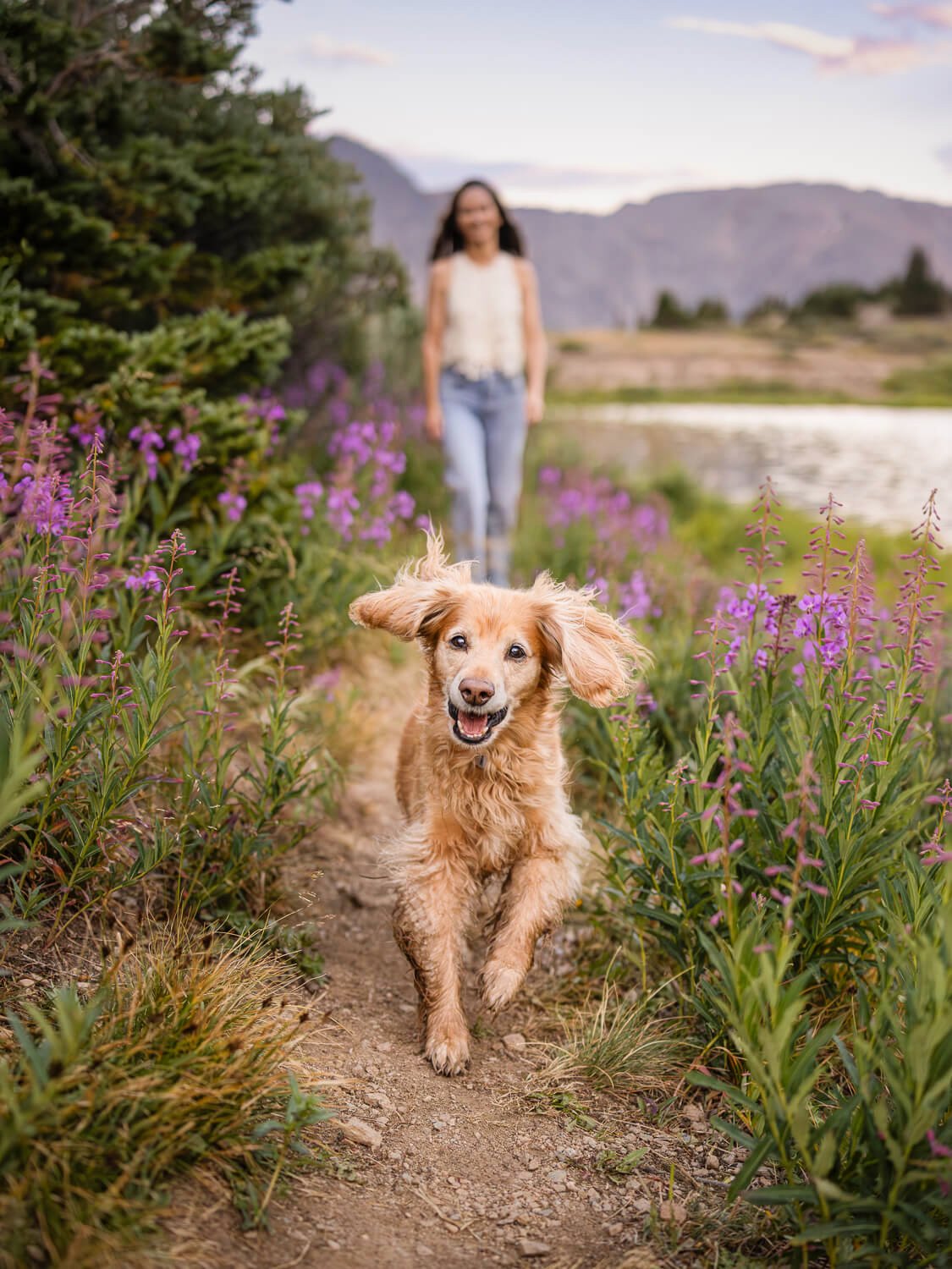 Cocker Spaniel happily running down a mountain trail with purple wildflowers, captured by a professional Denver pet photographer.