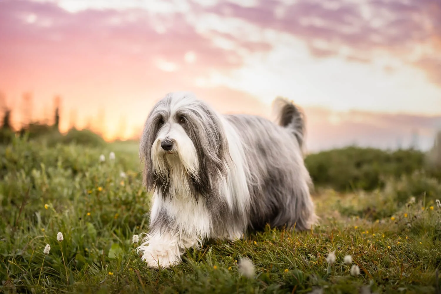 Professional grooming and herding breed photography, featuring a fluffy grey and white sheepdog running through a green meadow, by a Denver pet photographer.