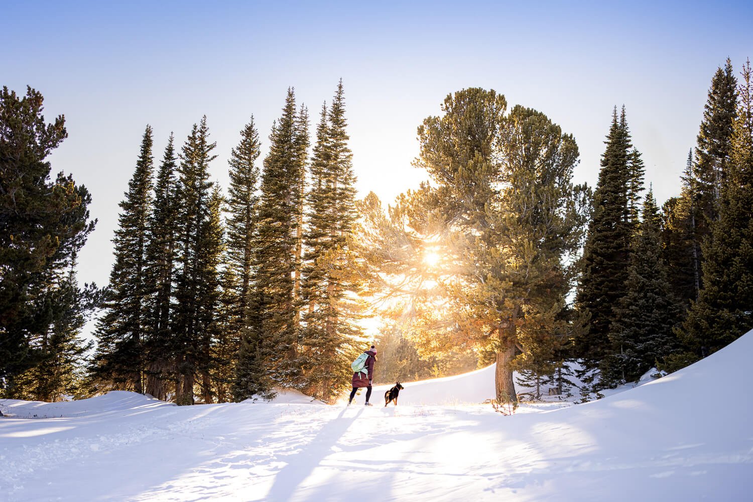 Adventure dog photography in a snowy Colorado forest at sunrise, featuring a hiker and their dog walking through sun-drenched pine trees.