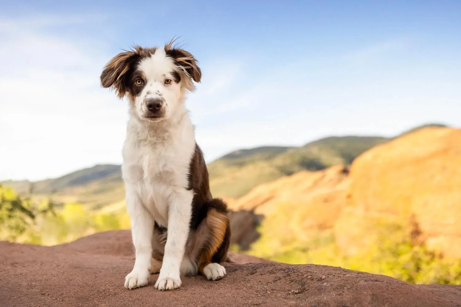 A brown and white Australian Shepherd puppy sitting calmly on a red sandstone rock in the Denver foothills, with blurred mountain ridges and a soft blue sky in the background.