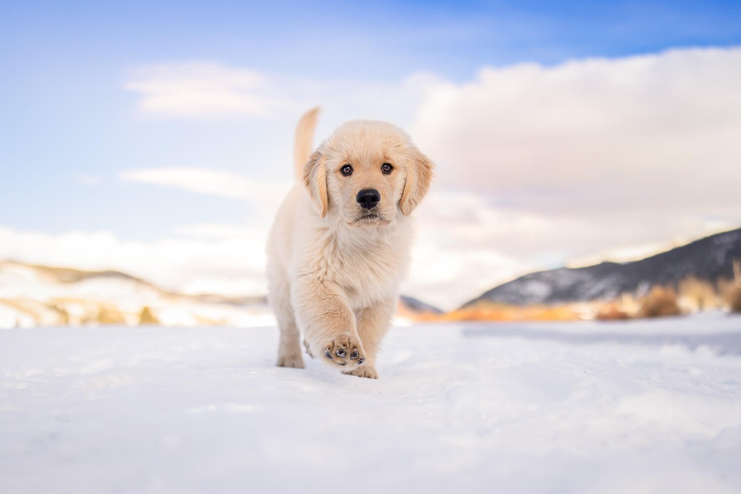 Action shot of a golden retriever puppy running through snow with one paw raised, captured during an adventure pet photography session in the snowy mountains near Denver.