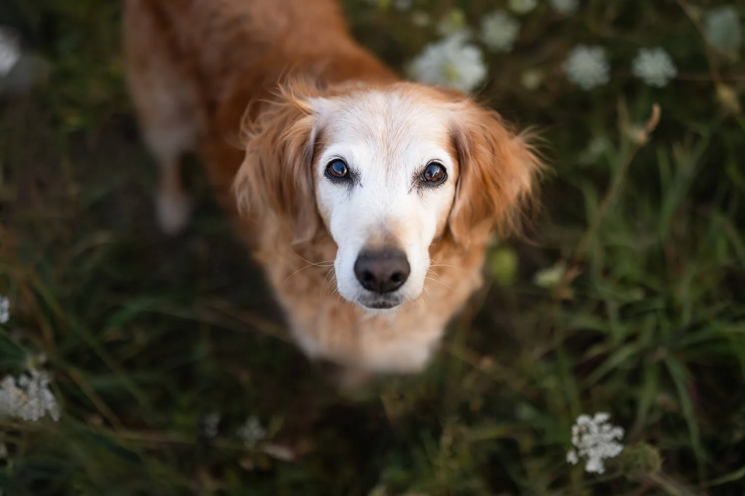 An overhead shot of a senior dog looking up with soulful eyes during a professional pet photography session in a wildflower field.