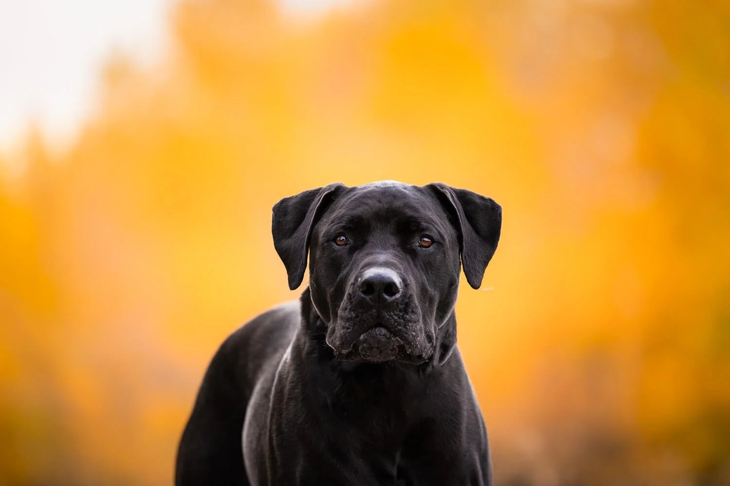 A technical example of how to photograph a black dog, showing clear detail in the dark fur and eyes of a Cane Corso, set against a vibrant, out-of-focus yellow autumn background.
