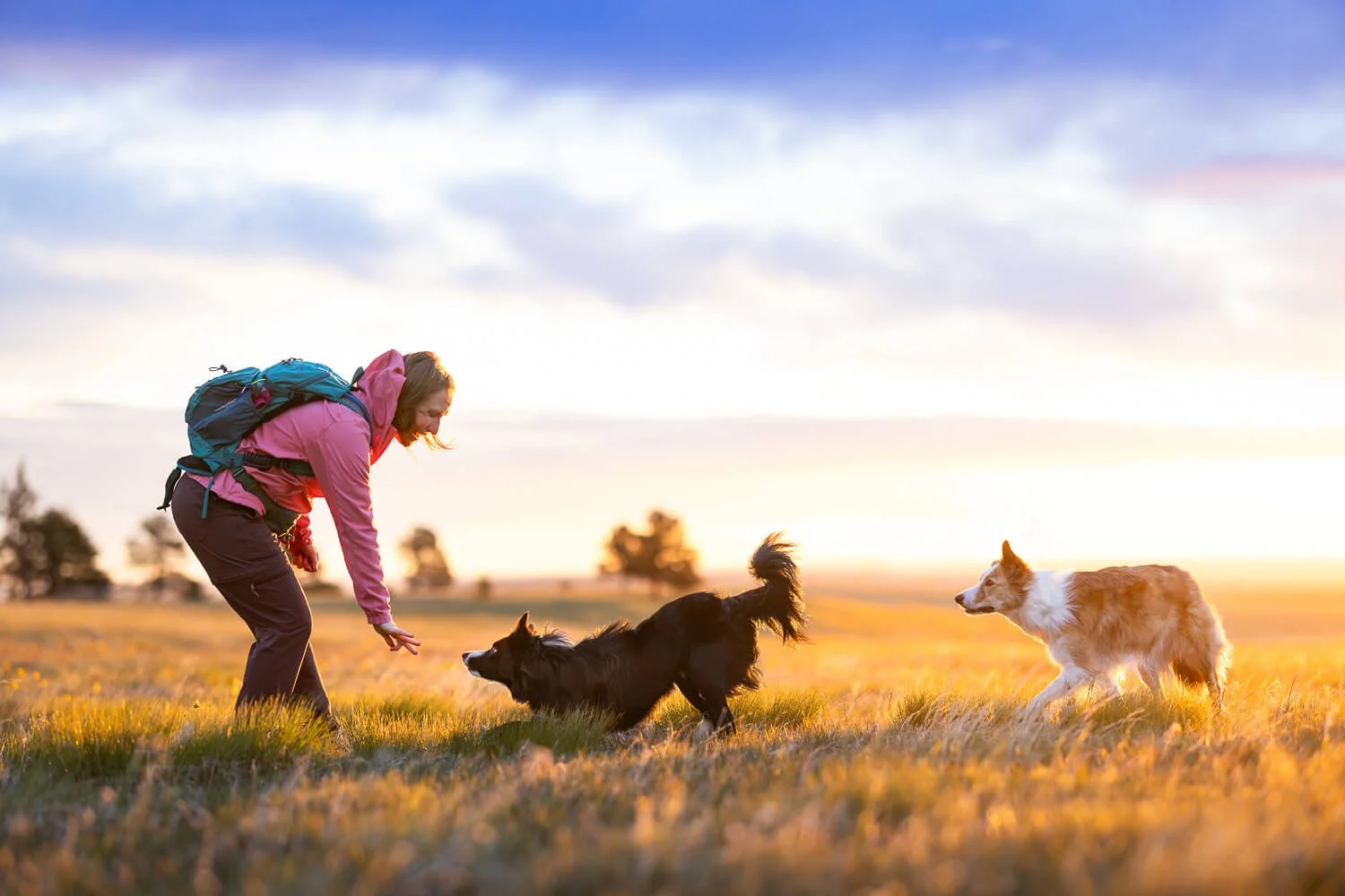 Happy Border Collies playing with their owner while backlit morning sunlight on the open mesa at Flatirons Vista.