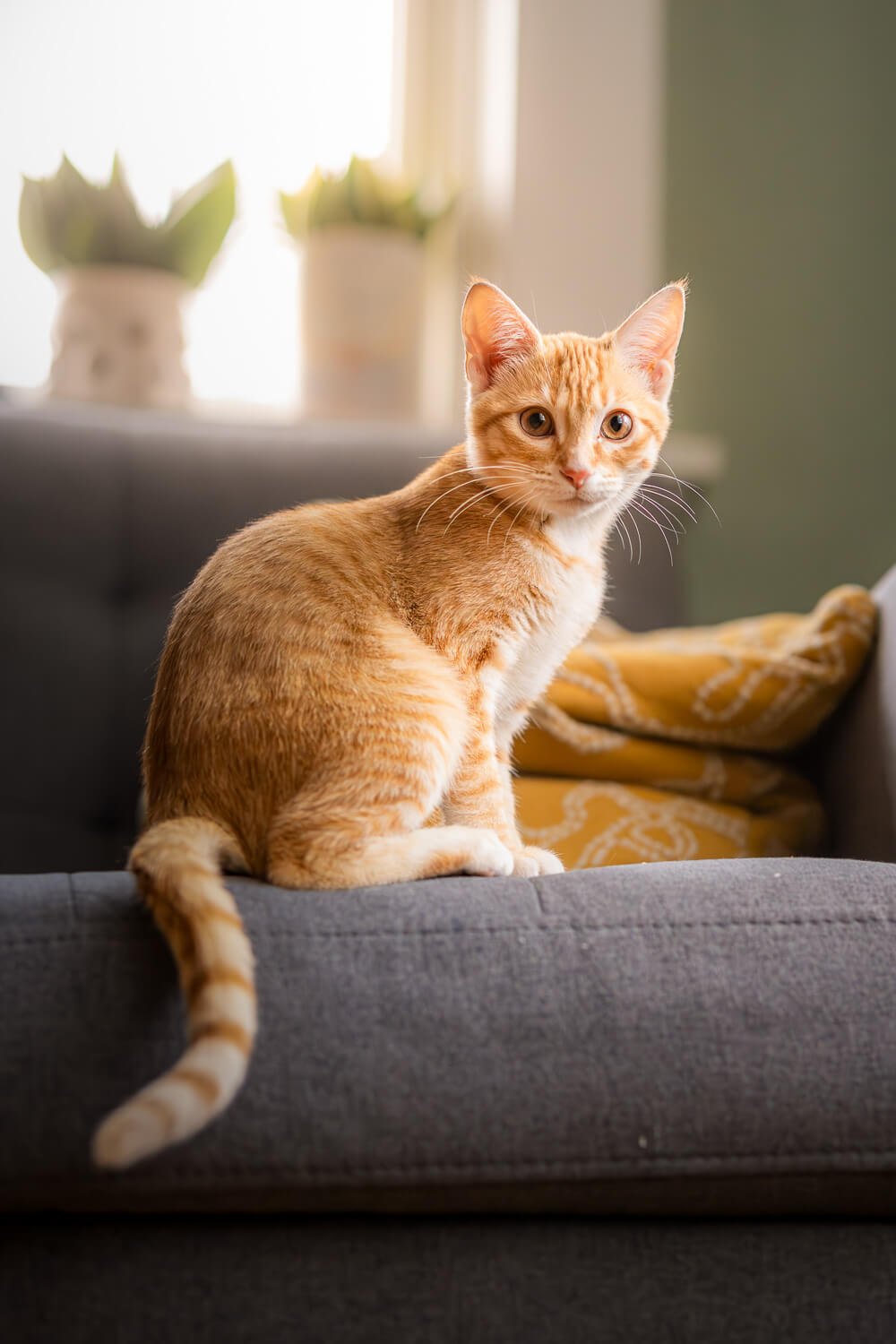 Candid lifestyle cat portrait of an orange ginger kitten on a sofa, captured by a professional Denver pet photographer.