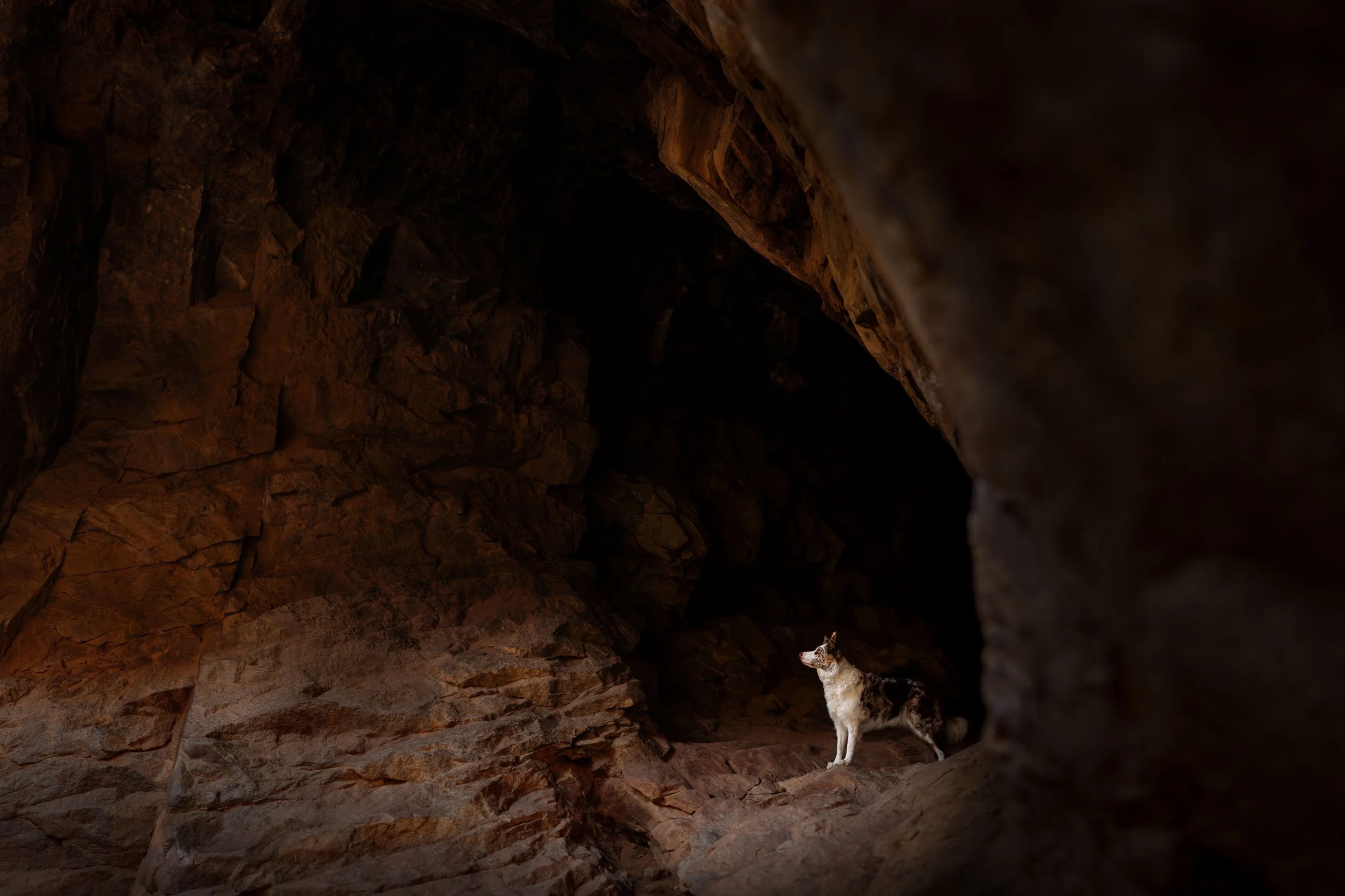 A speckled dog standing on a rugged stone ledge inside a dramatic, shadowy rock canyon during a Boulder outdoor photography session.