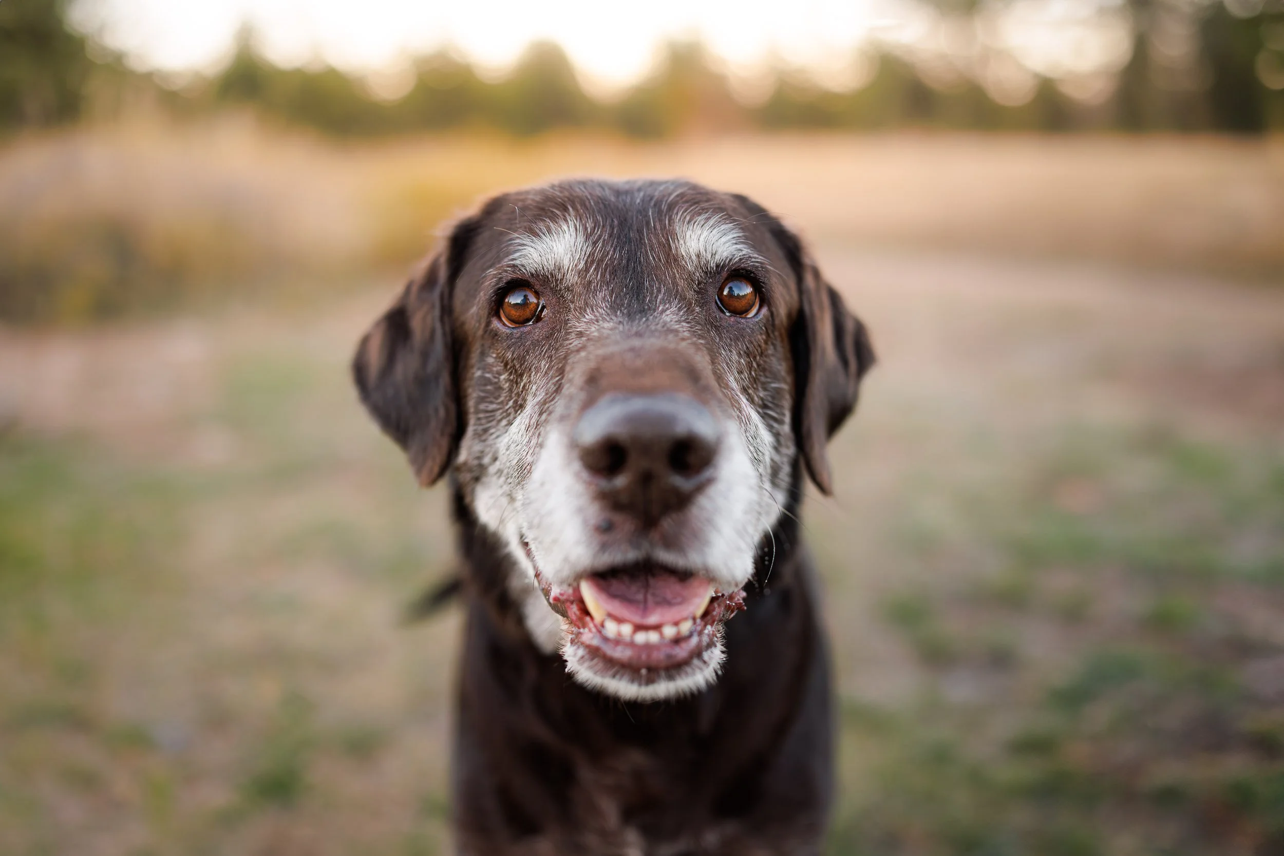 Happy Labrador Retriever smiles for the camera on a trail in Boulder, Colorado.