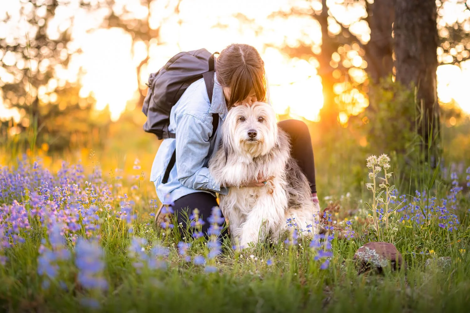 Sunset pet photography session in a Colorado wildflower field with a woman and her fluffy dog.