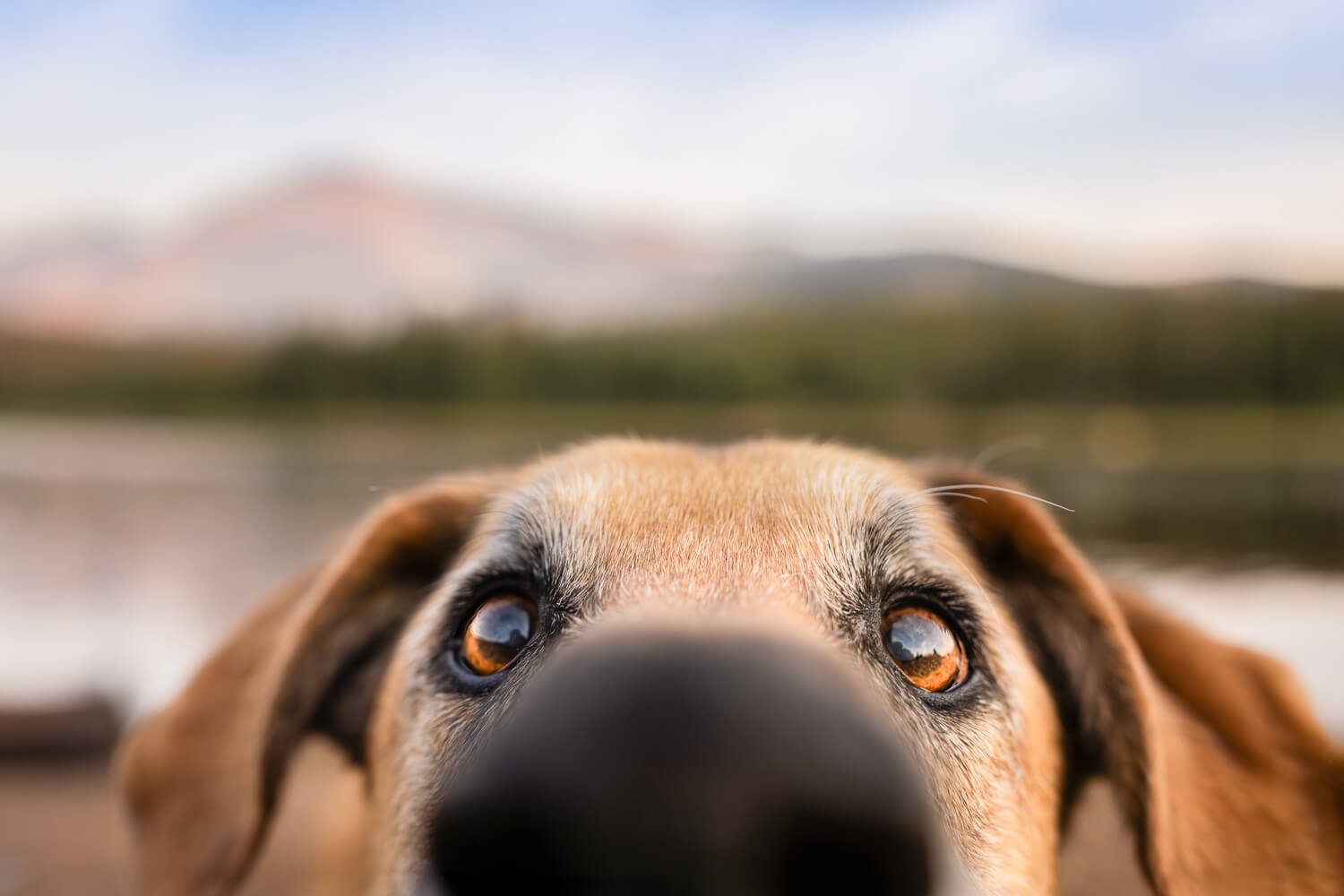 Soulful close-up of a dog’s eyes reflecting the mountain landscape during a professional pet photography session near Boulder.