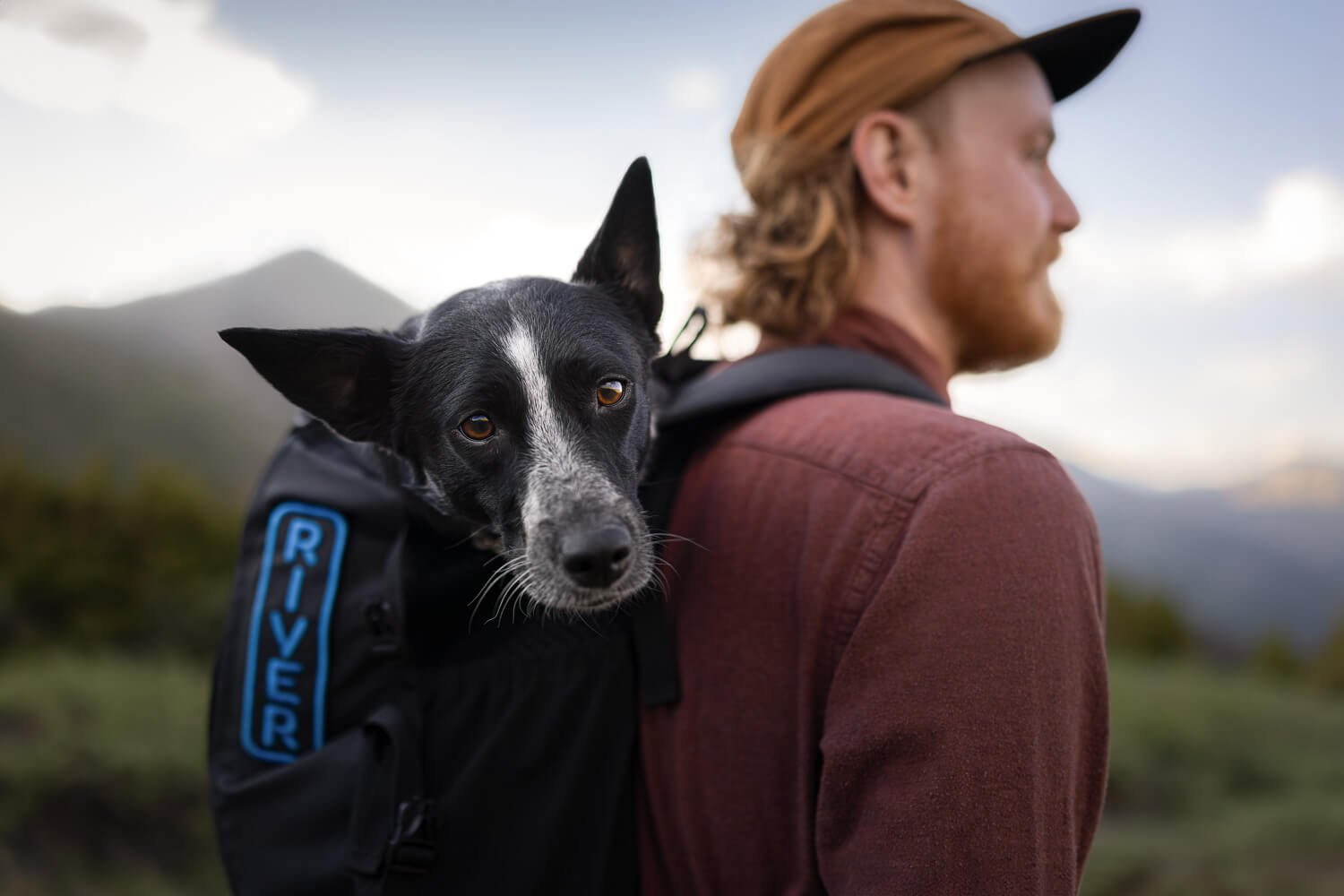 Black and white dog named River looking over the shoulder from inside a backpack worn by a man hiking in the mountains.