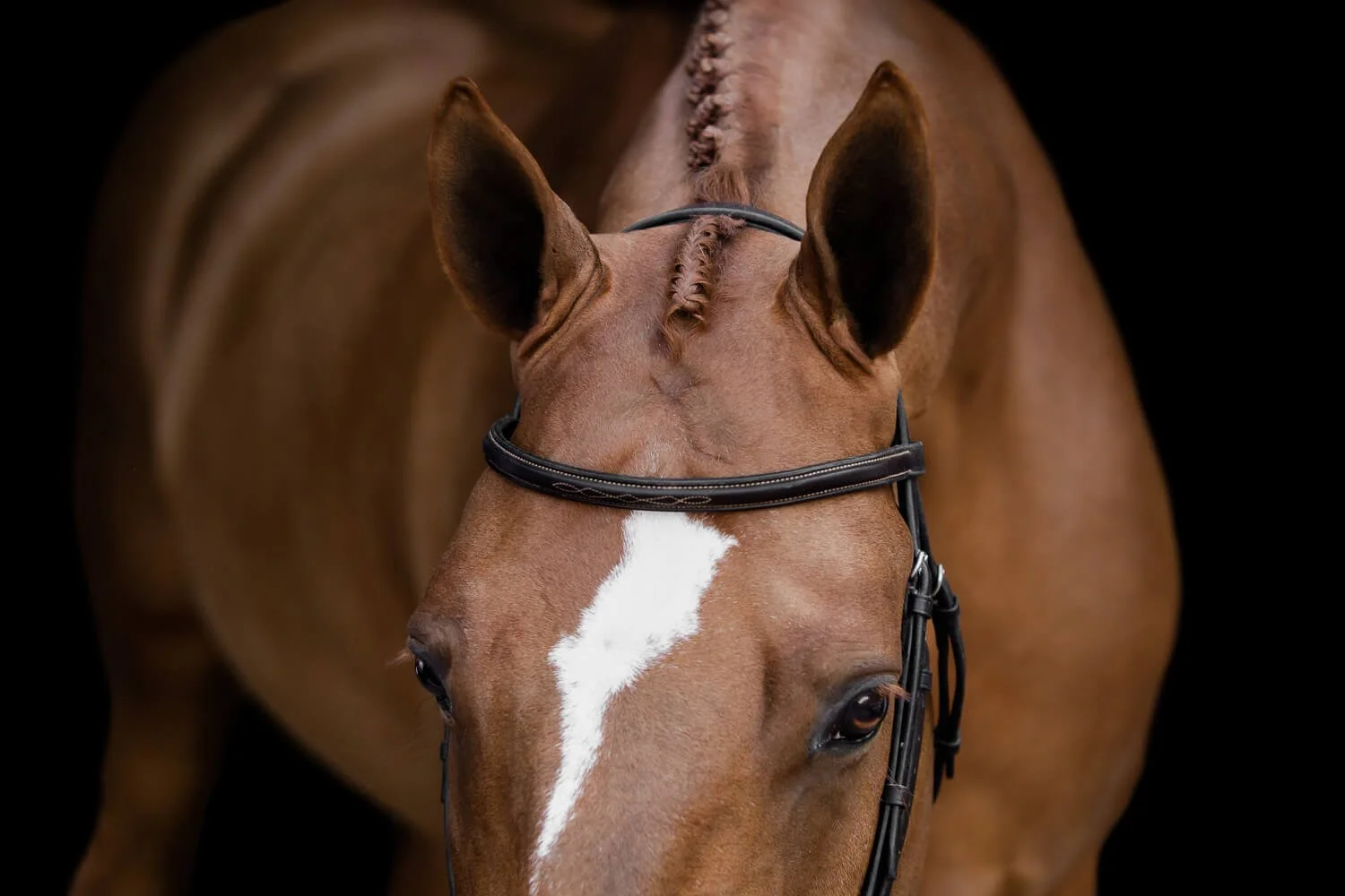 A fine art equine portrait of a chestnut horse with a white blaze and a braided mane, standing against a deep black background using the barn door lighting technique.