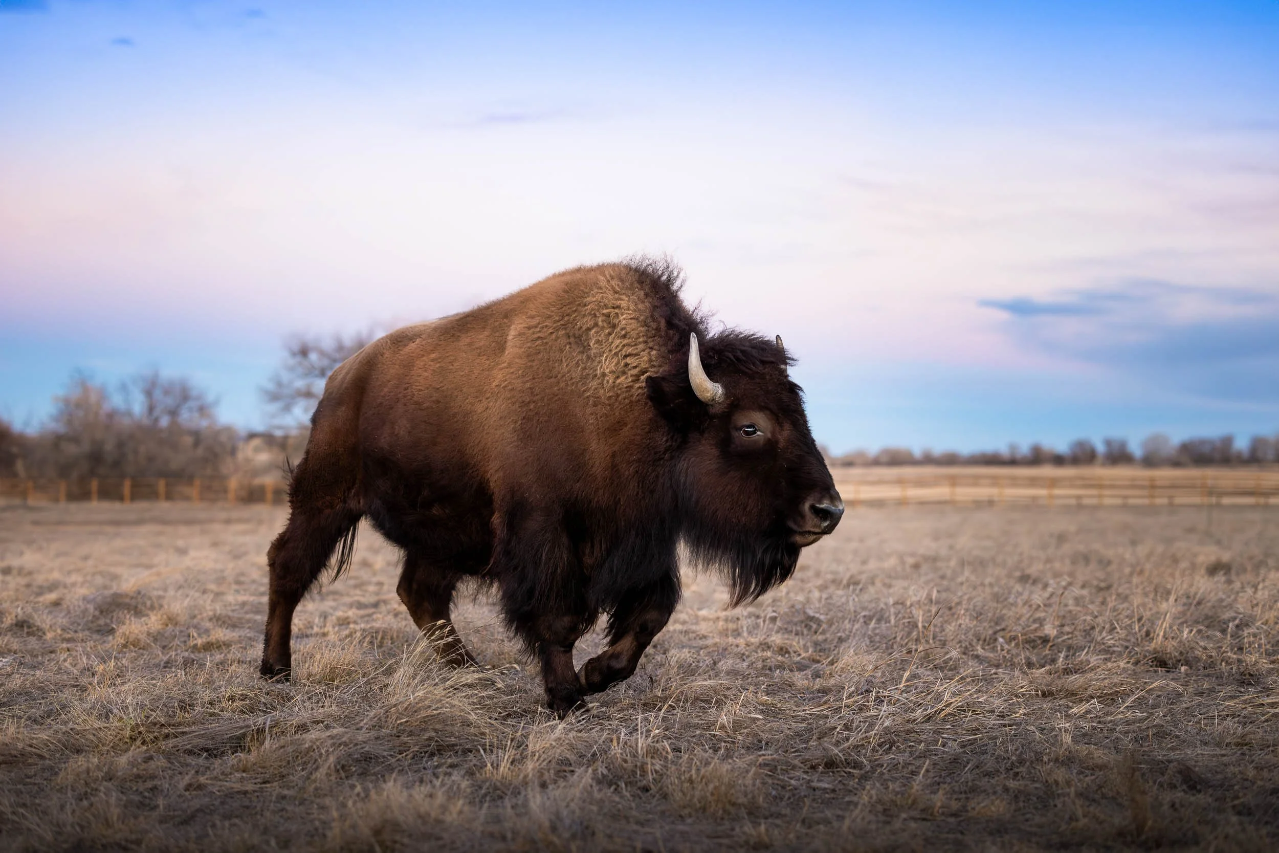 Cinematic wide shot of a bison standing in the vast Colorado landscape under a dramatic sky, captured by adventure photographer Allison Mae