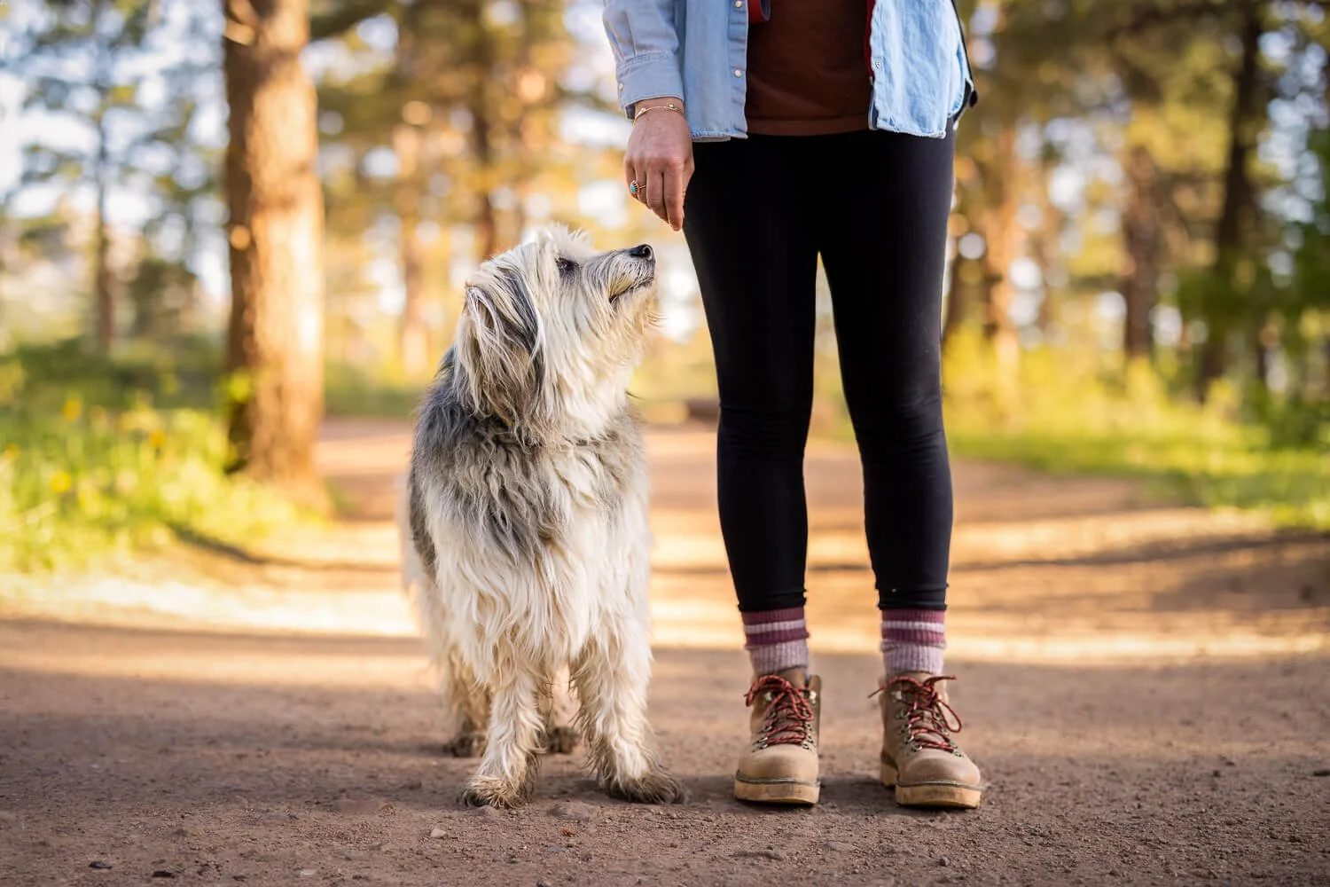Close-up of hiking boots, cozy socks, and a scruffy dog on a dirt trail, illustrating practical and stylish footwear for a Colorado mountain pet photography session.
