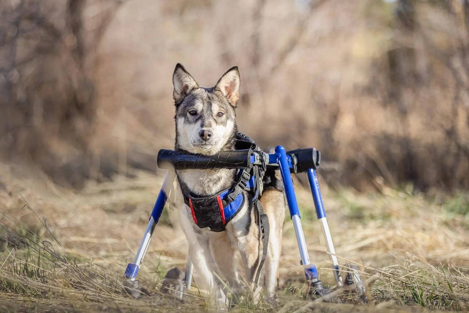 A resilient husky-mix dog standing in a field with the help of a blue mobility wheelchair, looking directly at the camera with a soft expression during a professional photography session.