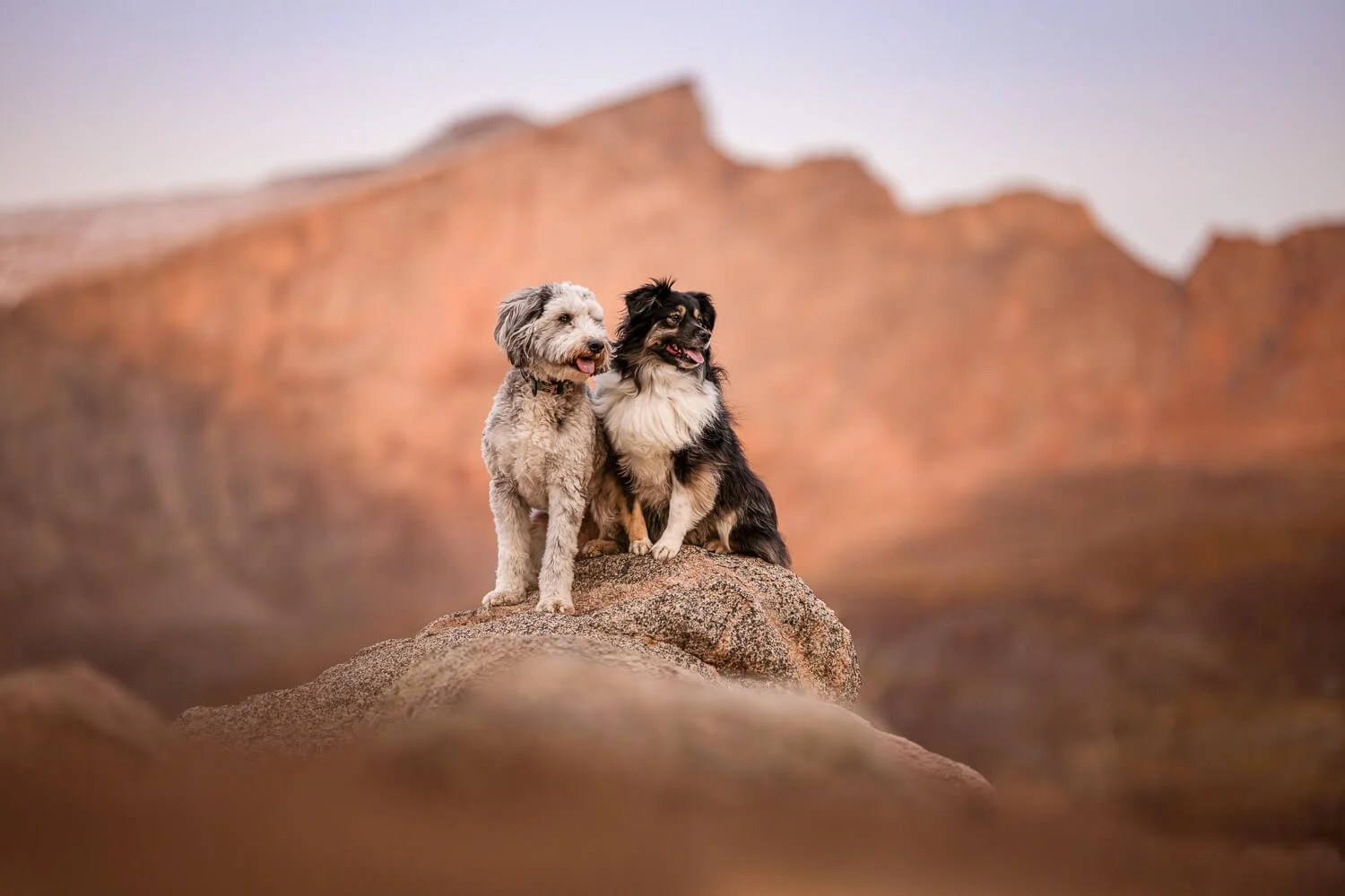 Two dogs sitting together on a rocky peak with glowing orange mountains in the background during a golden hour adventure session.