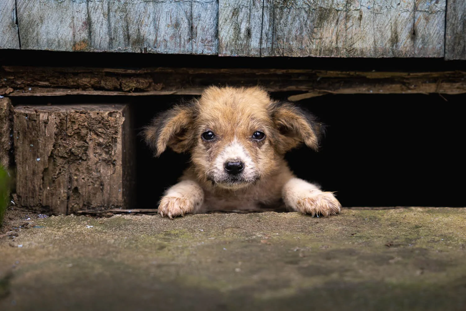 A fluffy tan puppy peeks out from beneath a weathered wooden house, front paws resting on a mossy stone step.