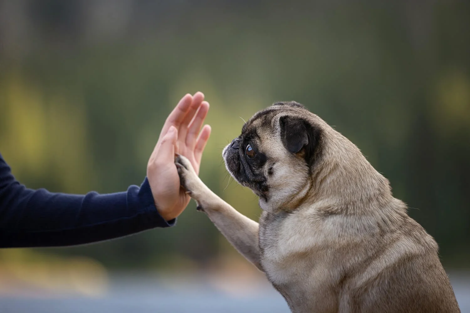 Side profile close-up of a fawn pug reaching its paw up to give an open human hand a high-five against a soft, blurred background.