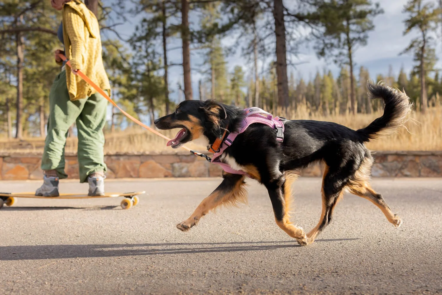 A person riding a skateboard and holding a leash attached to a black and brown dog wearing a pink harness, with a background of trees and a clear sky.