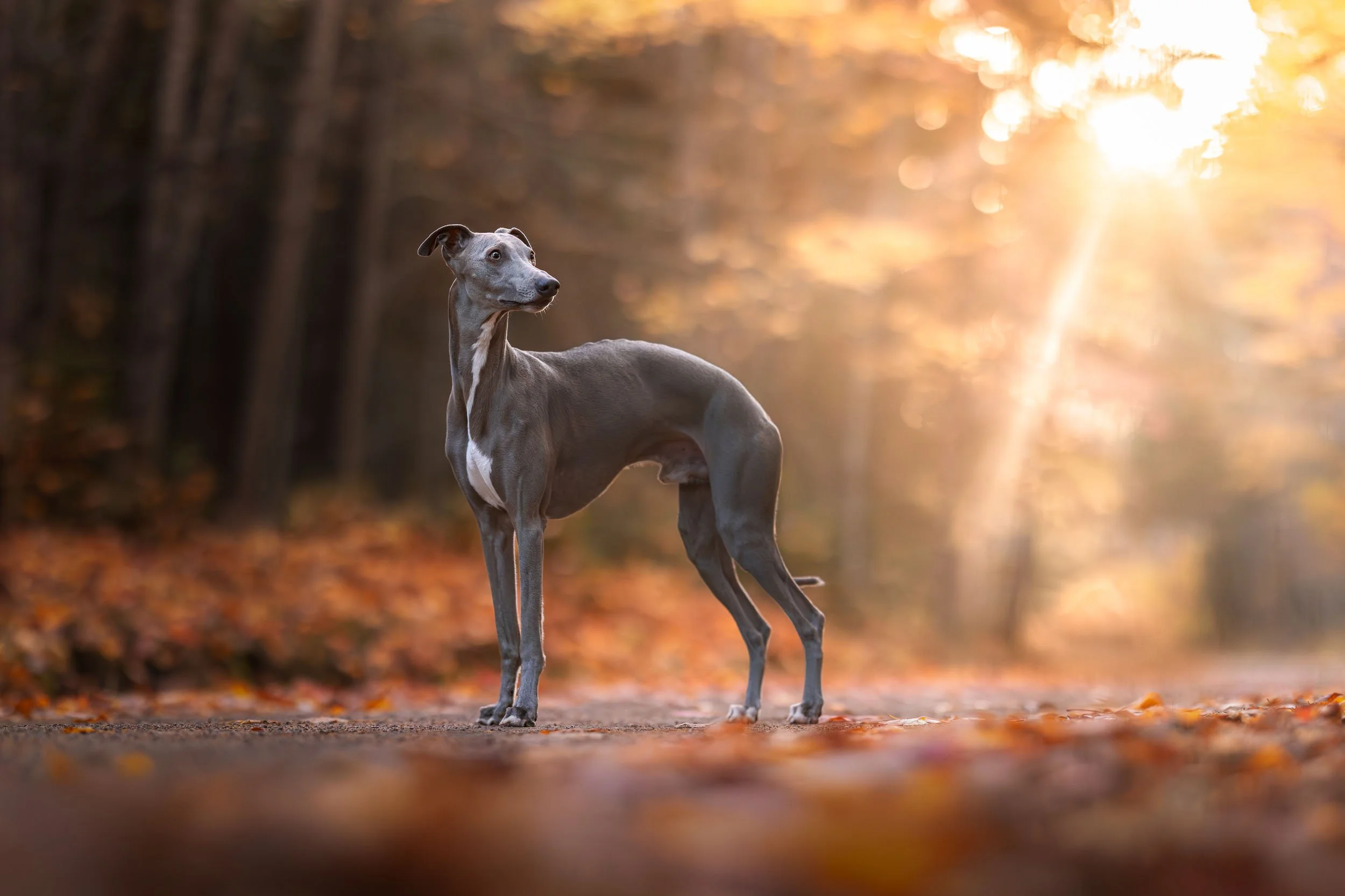 A whippet poses in a beam of light on a fall trail during an Unleashed Education workshop in Nova Scotia. Photo by Allison Mae Photogrpahy.