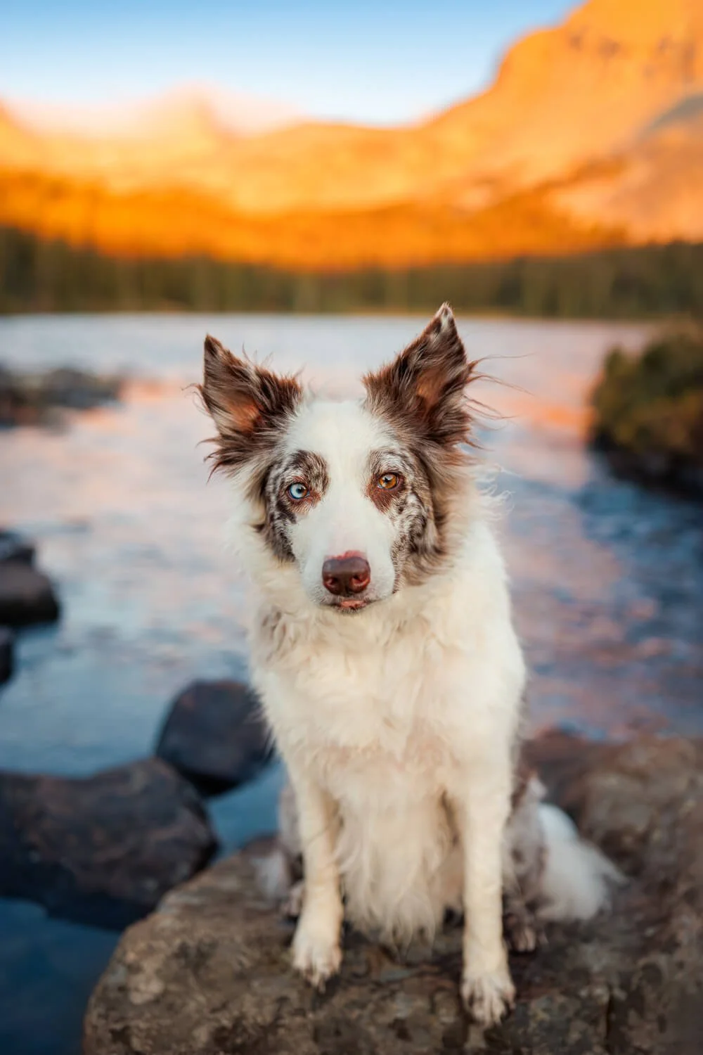 Zuzu, a red merle Border Collie and adventure partner for Allison Mae Photography, sitting by a mountain lake at sunrise.