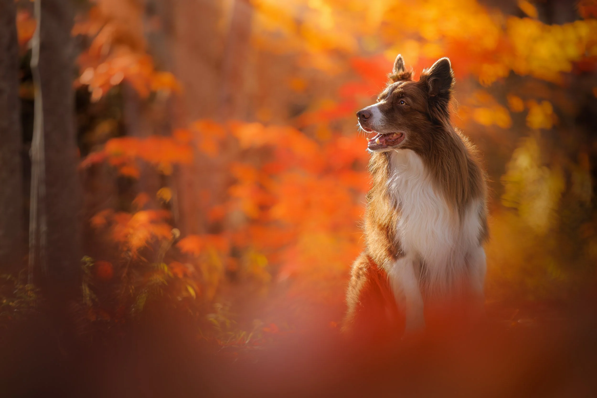 A portrait of a border collie in the fiery autumnal colors of Cape Breton.
