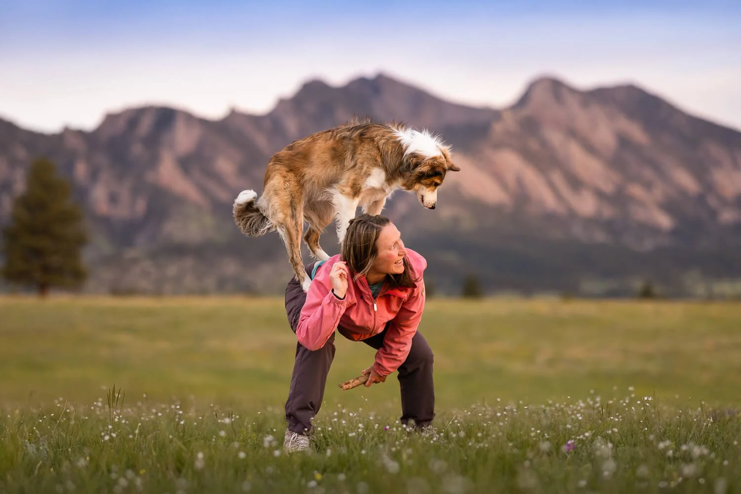 Border collie performing a trick of standing on owners back with the Flatirons in the background.
