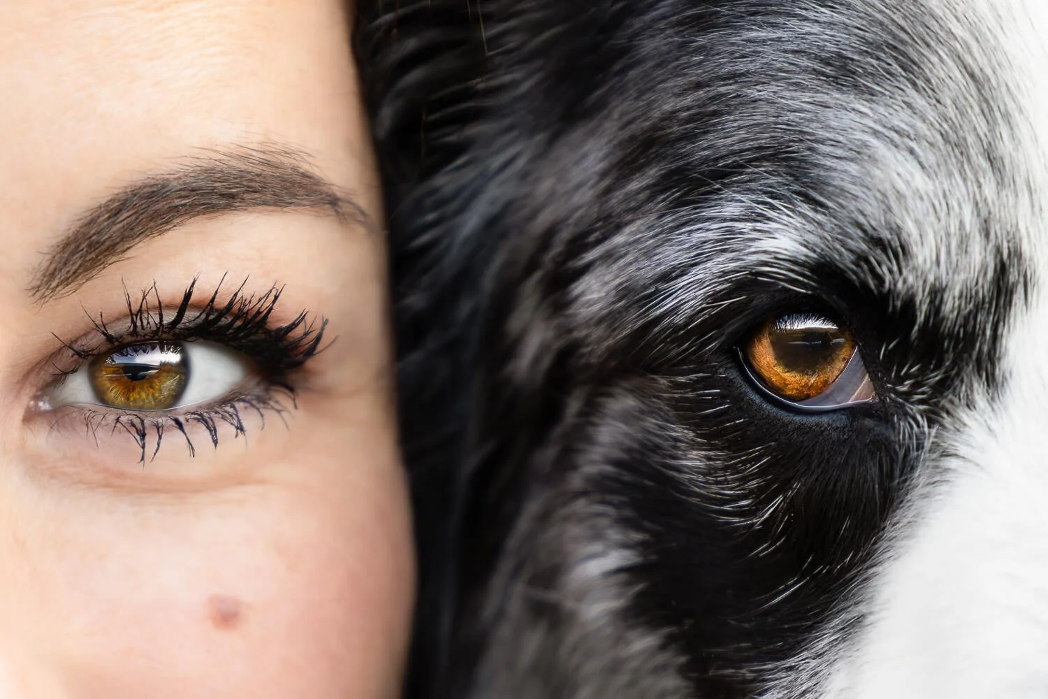 Macro fine art photography showing the striking detail of a human eye next to a dog's eye, highlighting the deep bond between pets and their owners.