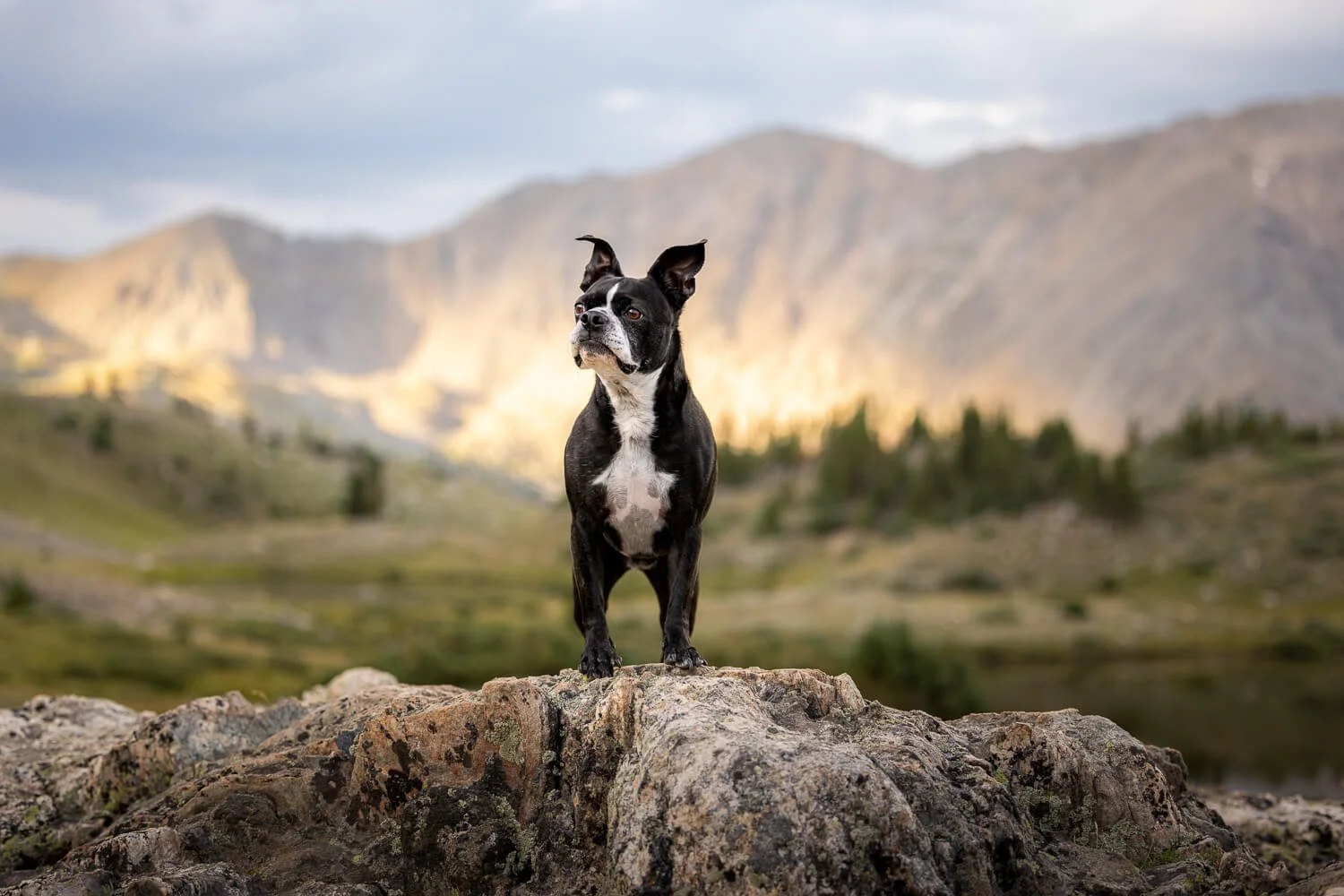 A Boston Terrier standing on a rocky outcrop, looking out over the sun-drenched Tenmile Range in Summit County, Colorado, during a high-alpine photography session.