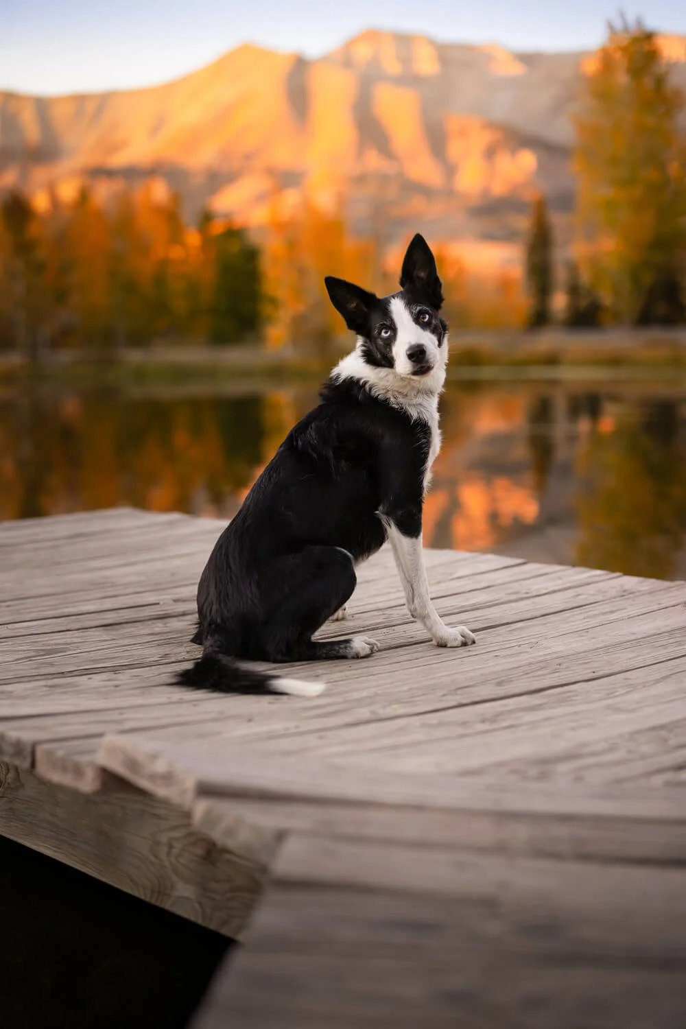Ansel, an energetic and friendly adventure dog, exploring a mountain trail during a photography scouting trip in Telluride, Colorado.