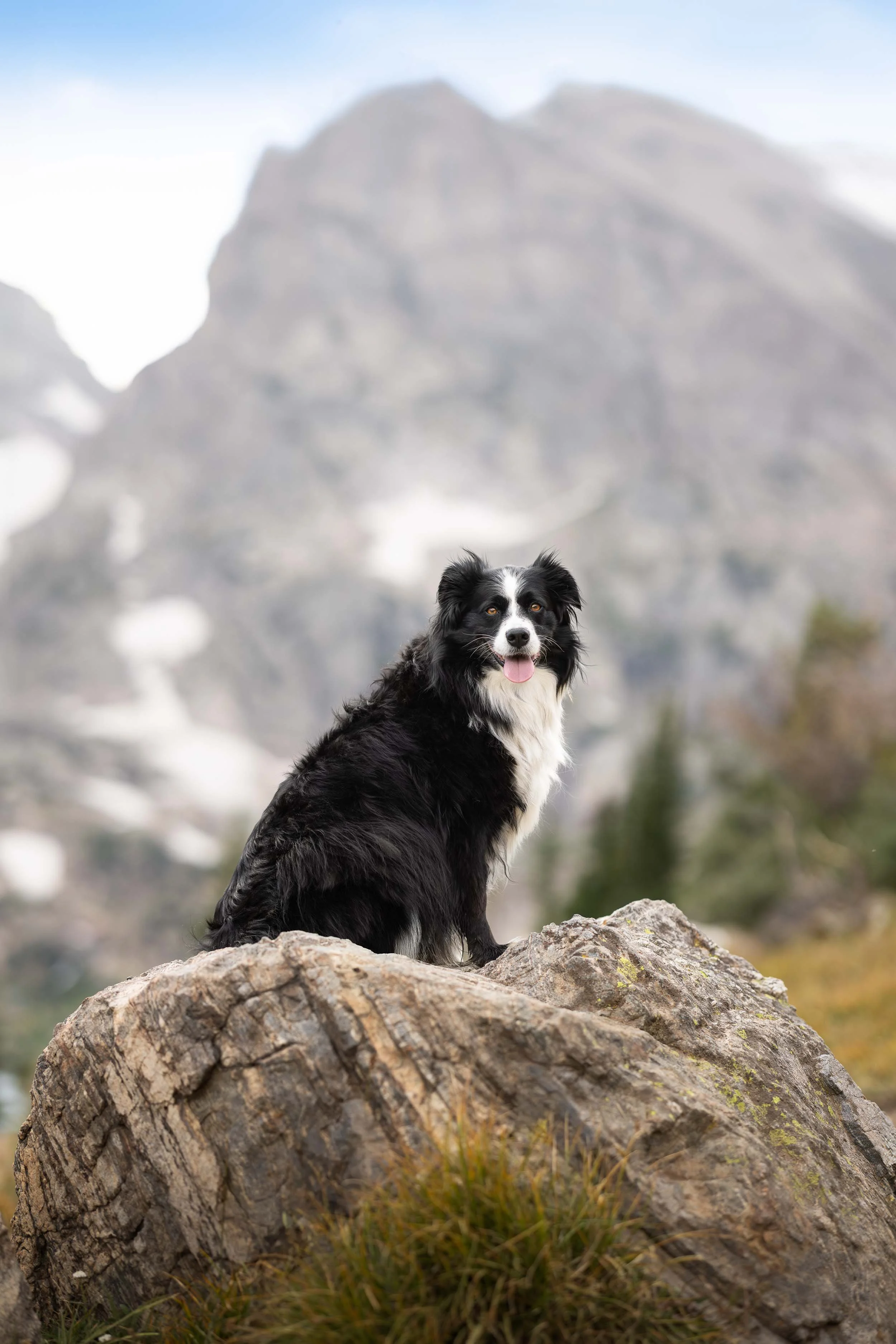 An dog poses majestically during an adventure hiking dog photo shoot with Allison Mae.