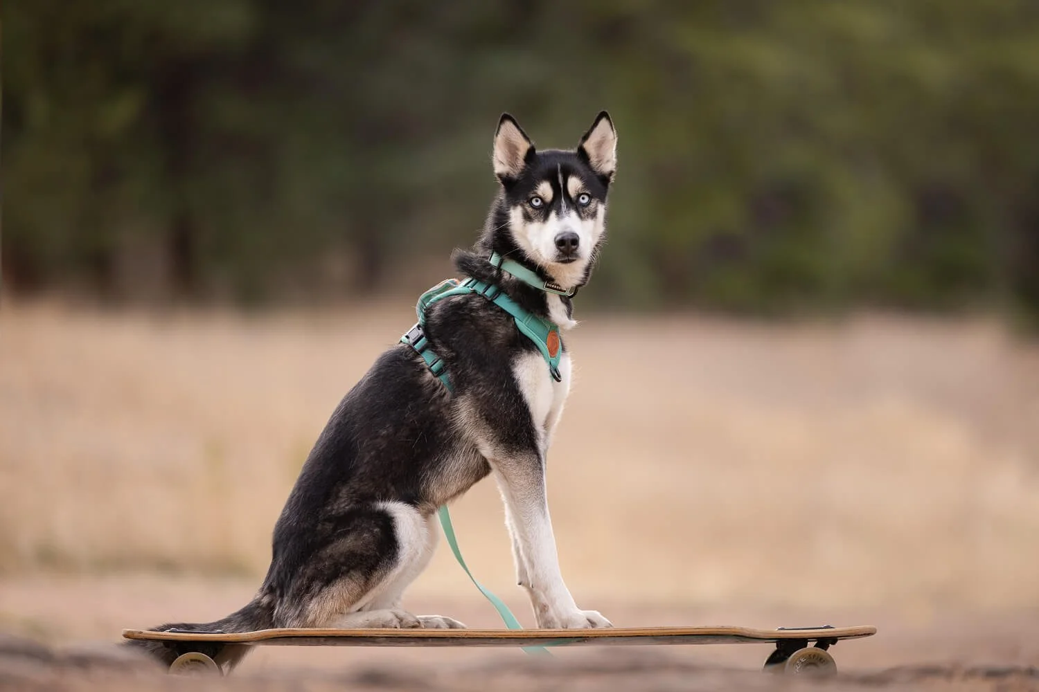 Side profile portrait of a black and white Husky with blue eyes sitting upright on a longboard skateboard outdoors wearing a teal harness.