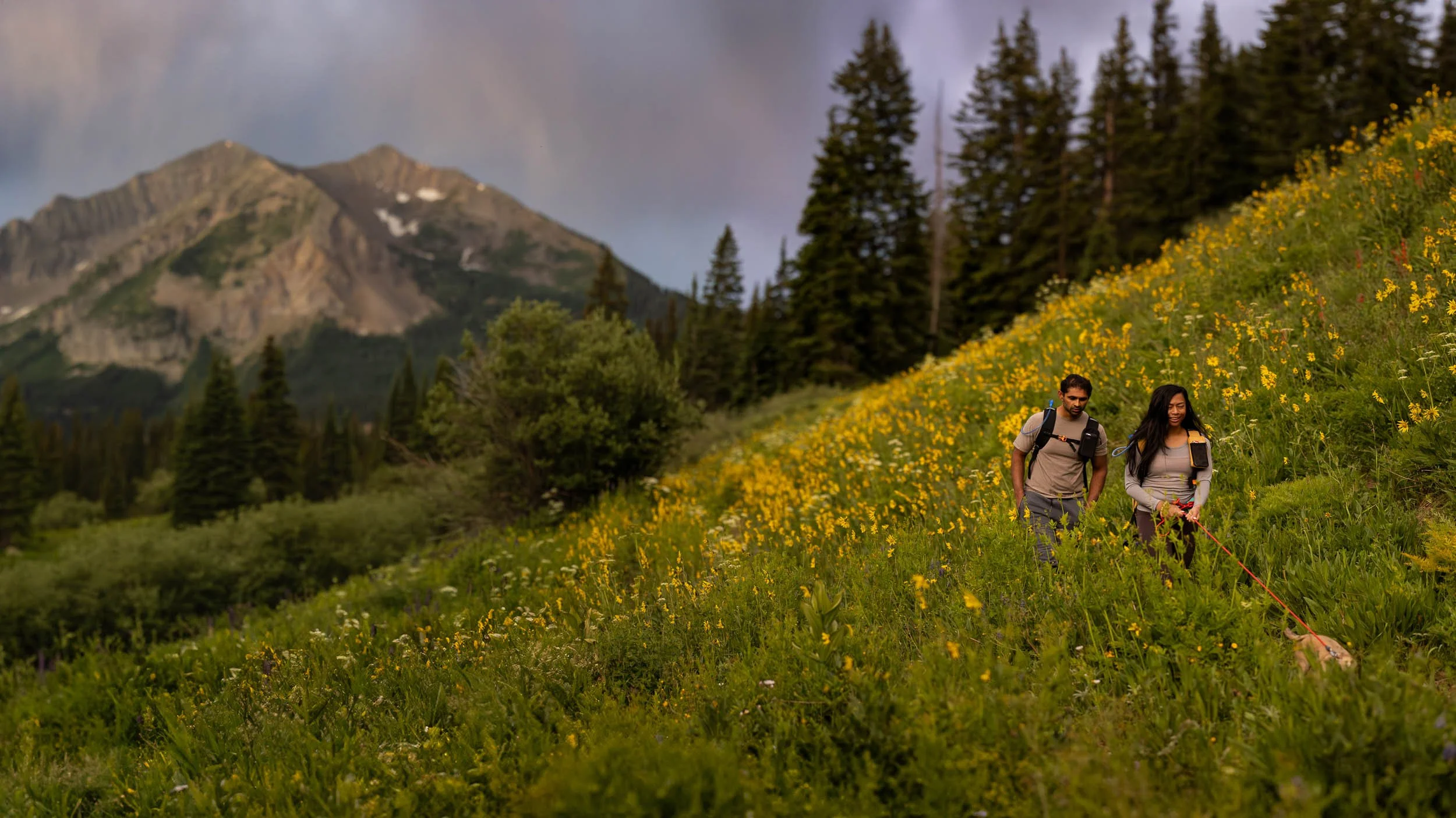 A dog and its owners hiking through waist-high wildflowers in Crested Butte, Colorado during a summer pet photography session.