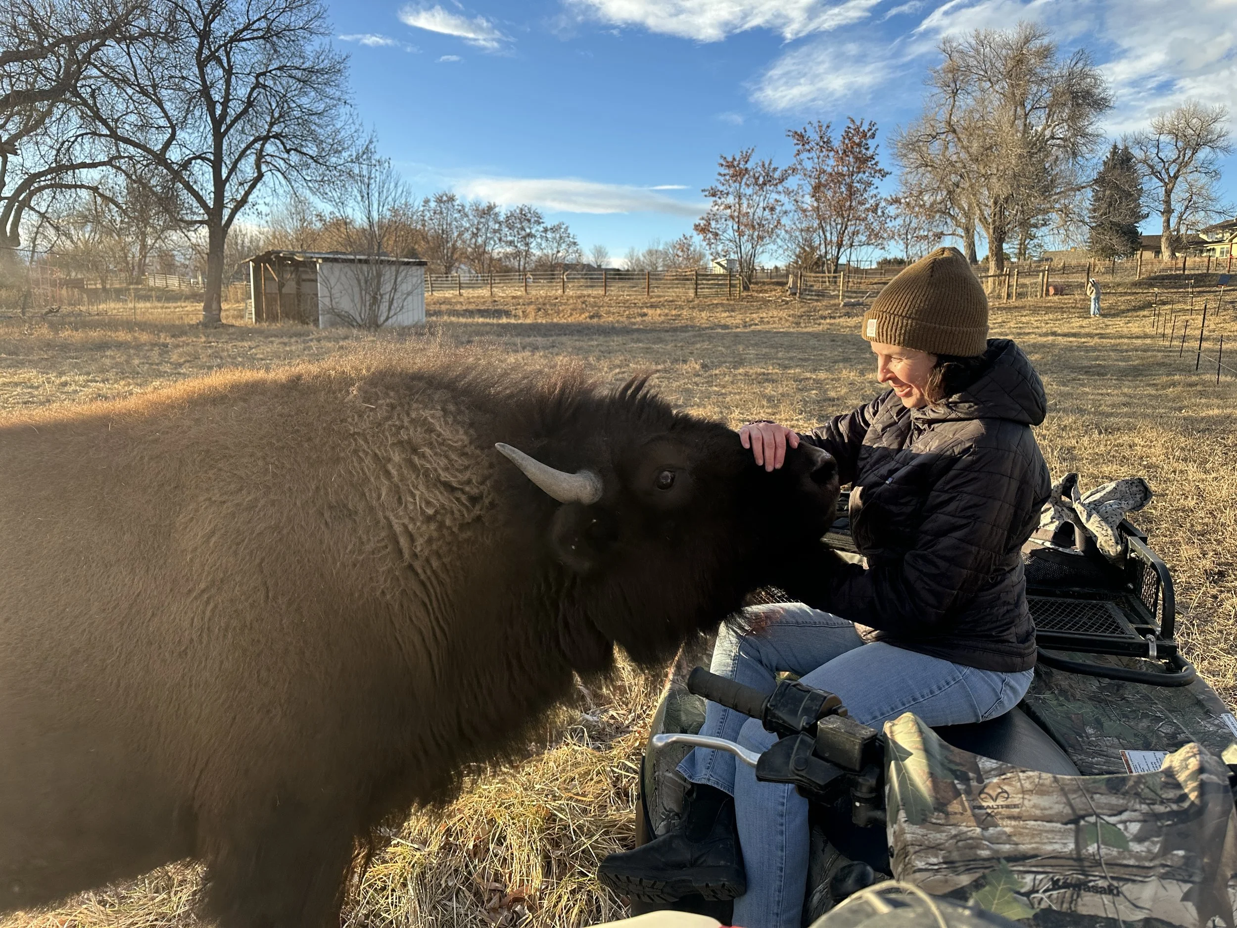 Allison Mae documenting a pet bison named Zoomie in Boulder, Colorado, highlighting the connection between humans and prehistoric plains wildlife.