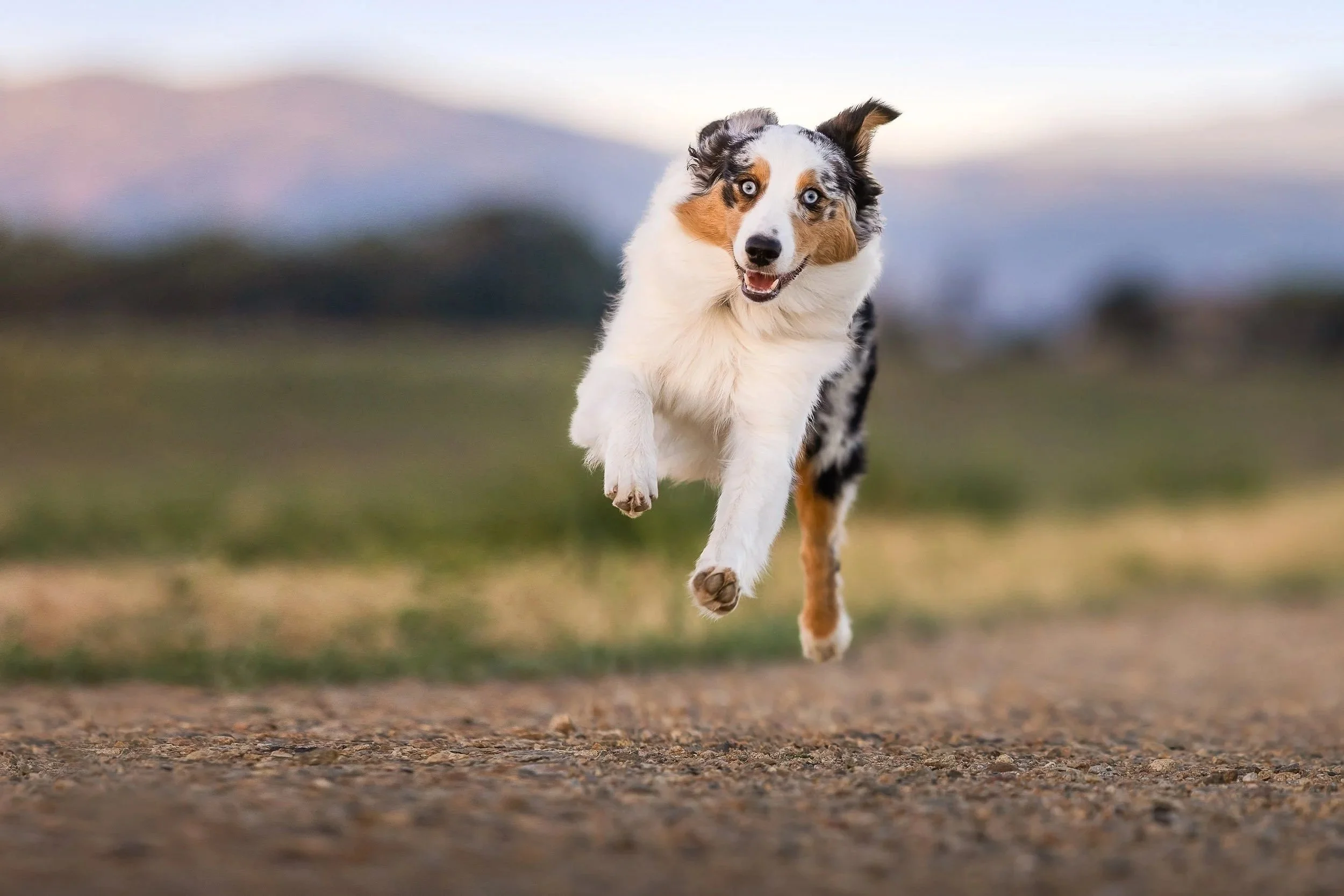 Action photography of an Australian Shepherd puppy named Kohi jumping with excitement on a dirt trail, paired with a client testimonial praising Allison's ability to keep pets engaged during a professional photoshoot in Colorado.