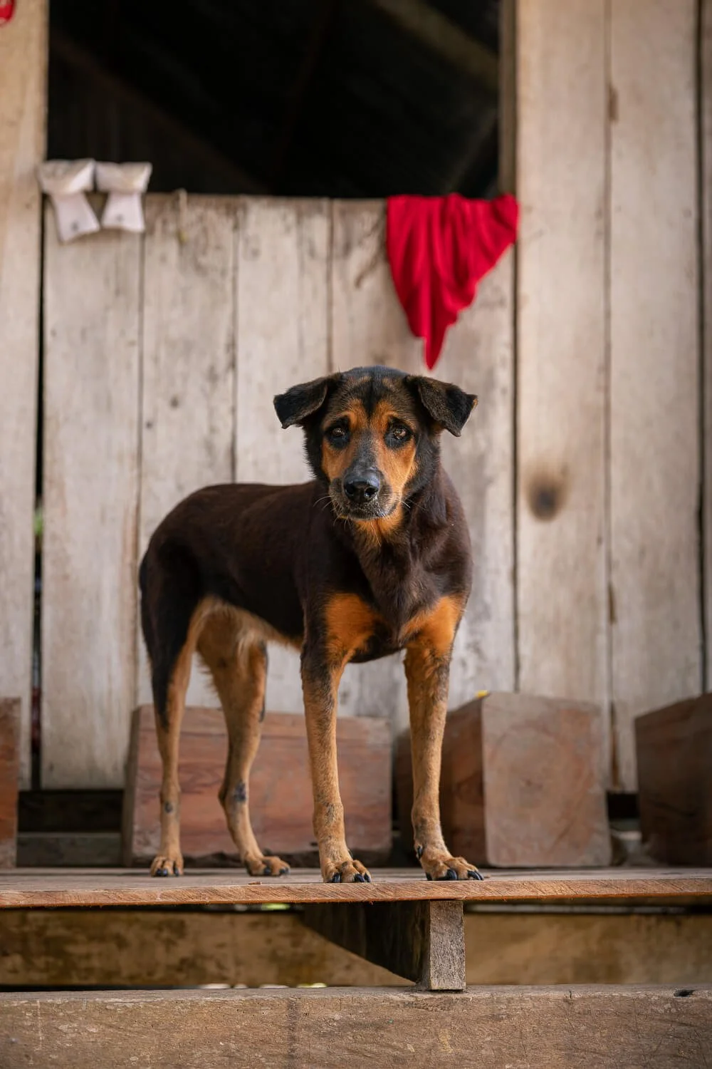 A black and tan dog standing on the wooden steps of a stilt house in Macedonia, Colombia, with a red cloth hanging behind him.