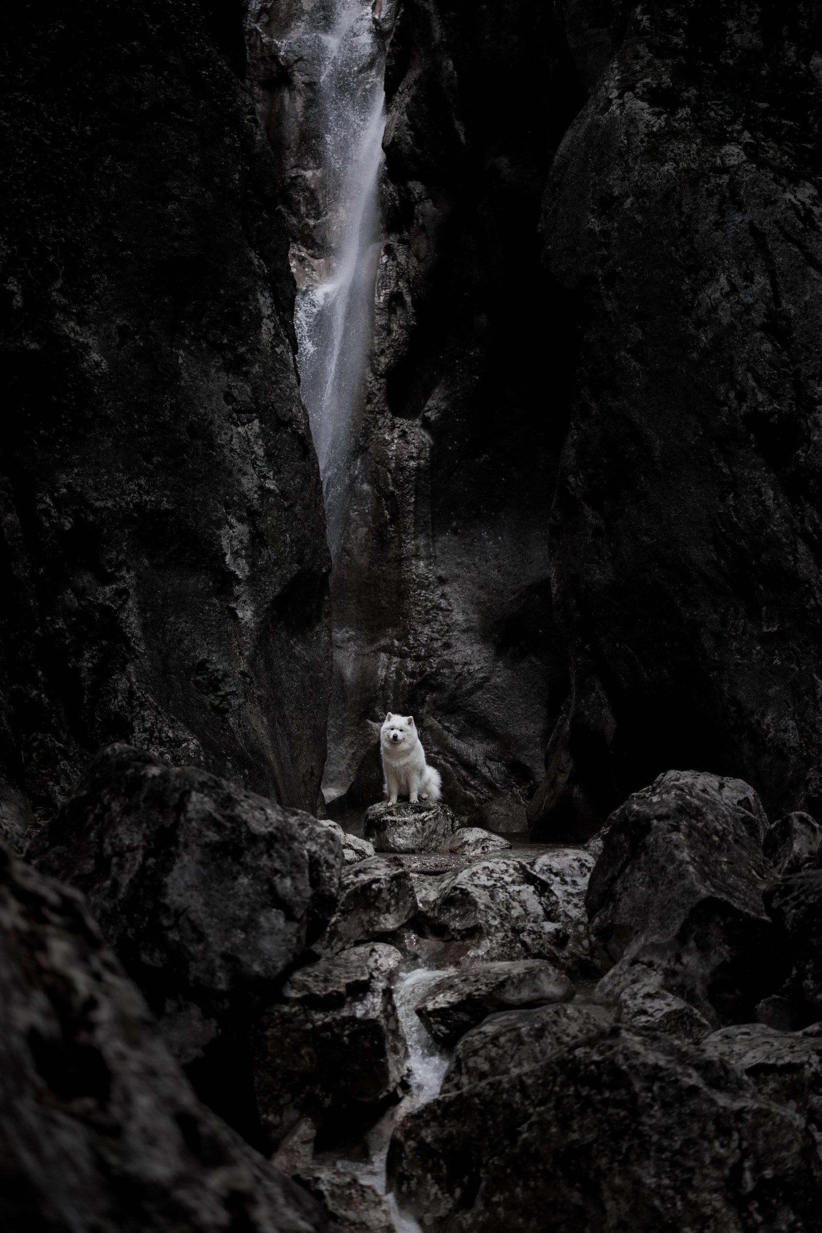 Small white Samoyed perched on rocks at the base of a towering, moody dark rock canyon with a cascading waterfall in the background.