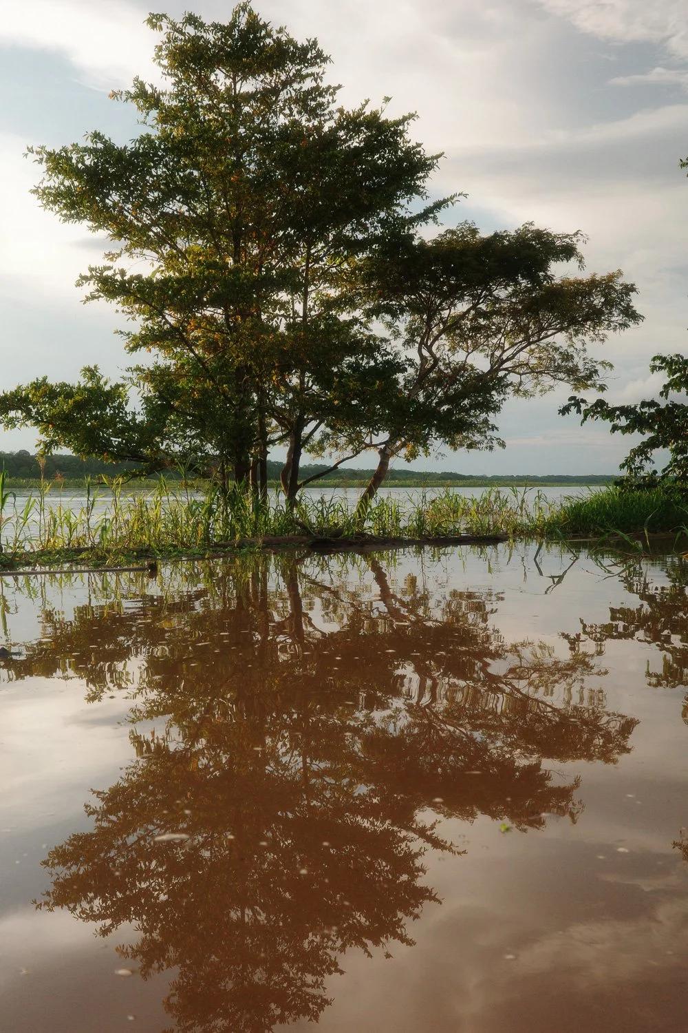 A lone tree standing in floodwater on the Amazon River, mirrored in the still water below a cloudy sky.