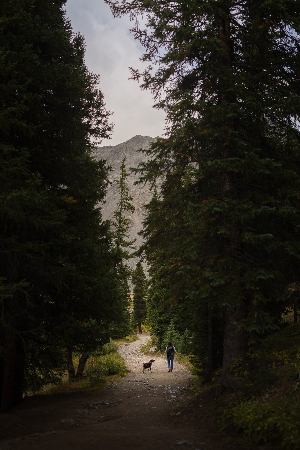 Woman and her dog walking away down a dirt trail framed by tall evergreen trees leading toward a distant mountain peak.