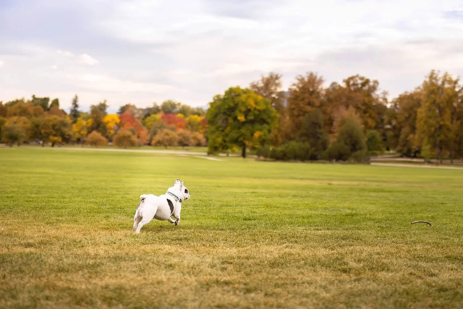 A white French Bulldog runs joyfully across a massive, open green lawn at Cheesman Park. In the distance, a dense line of trees shows vibrant fall colors of orange, yellow, and red under a soft, overcast sky.