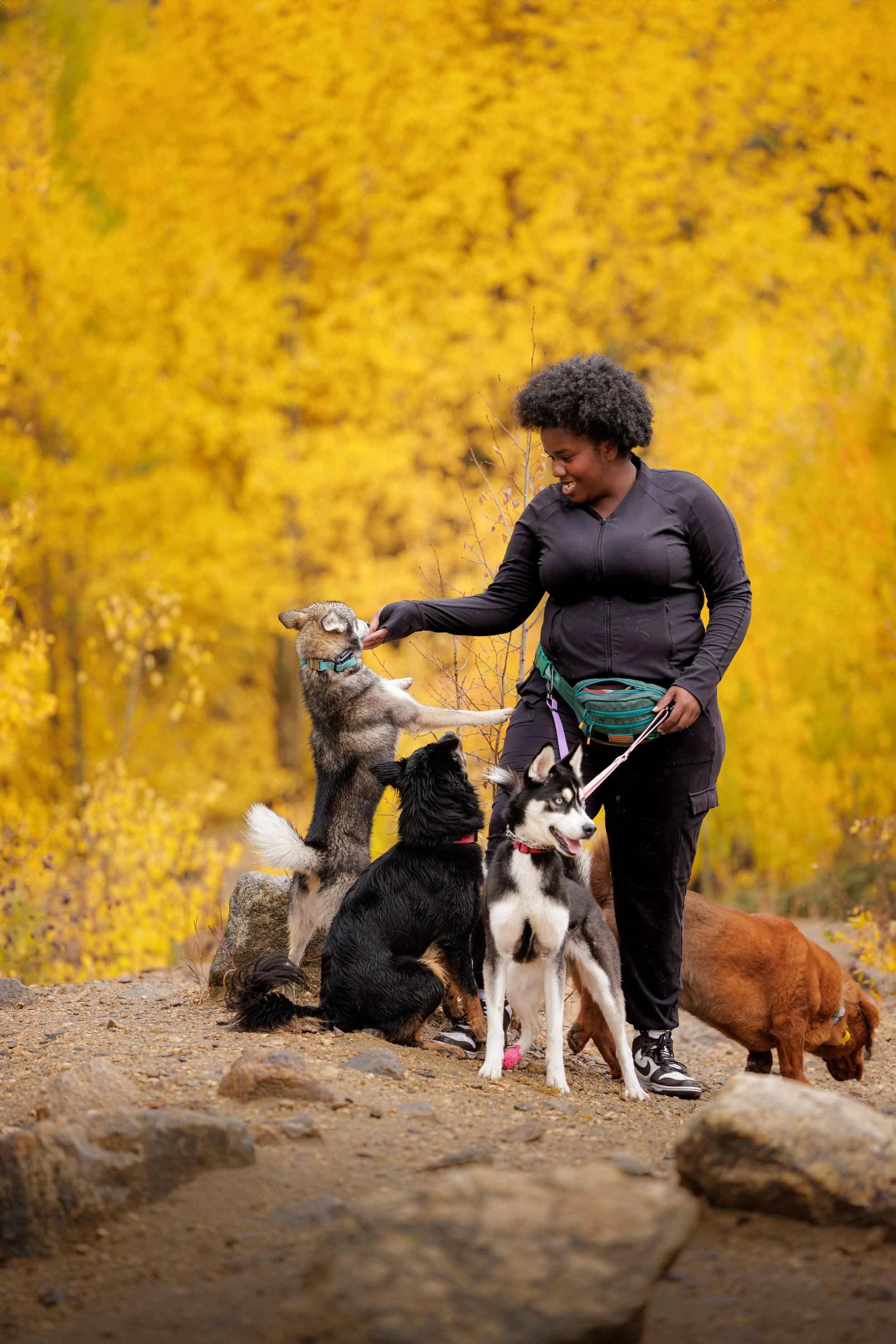 An environmental portrait of a dog trainer from WolfPack Planet giving dogs a treat, captured in the moody light immediately following a heavy fall rainstorm.