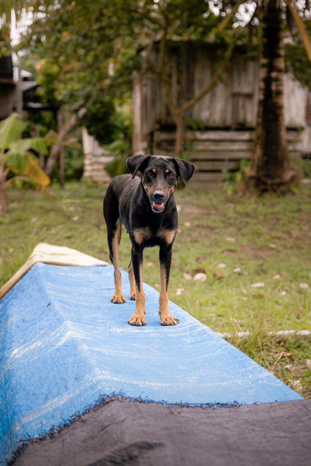 A black dog standing on top of an overturned blue canoe in an Amazon village, with wooden houses and trees behind.
