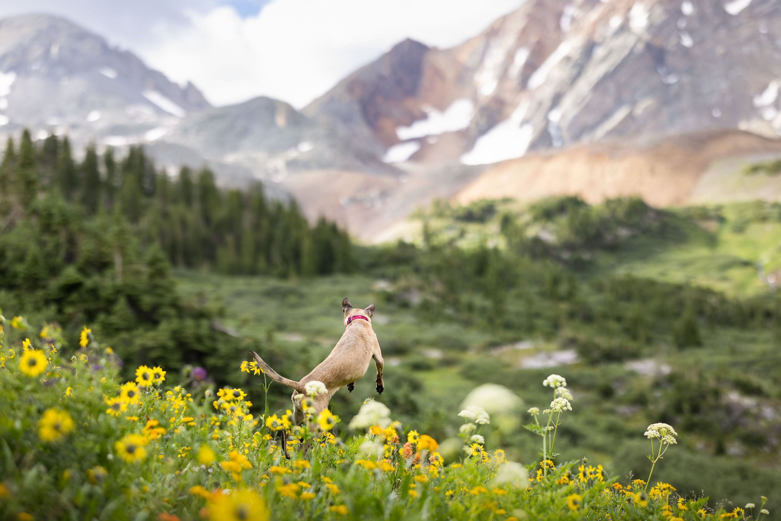 Crested Butte dog photography: A dog jumping through waist-high wildflowers in the Colorado Rocky Mountains during a summer adventure session with Allison Mae.