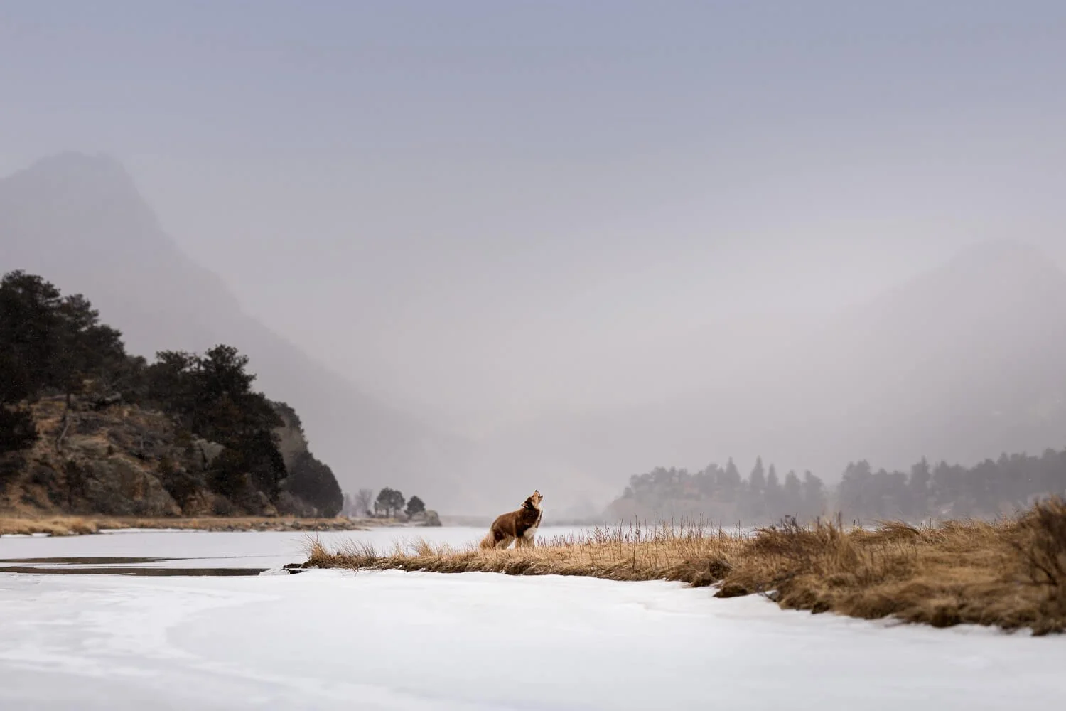 Dramatic fine art pet photography of a dog howling on a snowy bank overlooking a misty mountain lake in Colorado, capturing a soulful and wild atmosphere